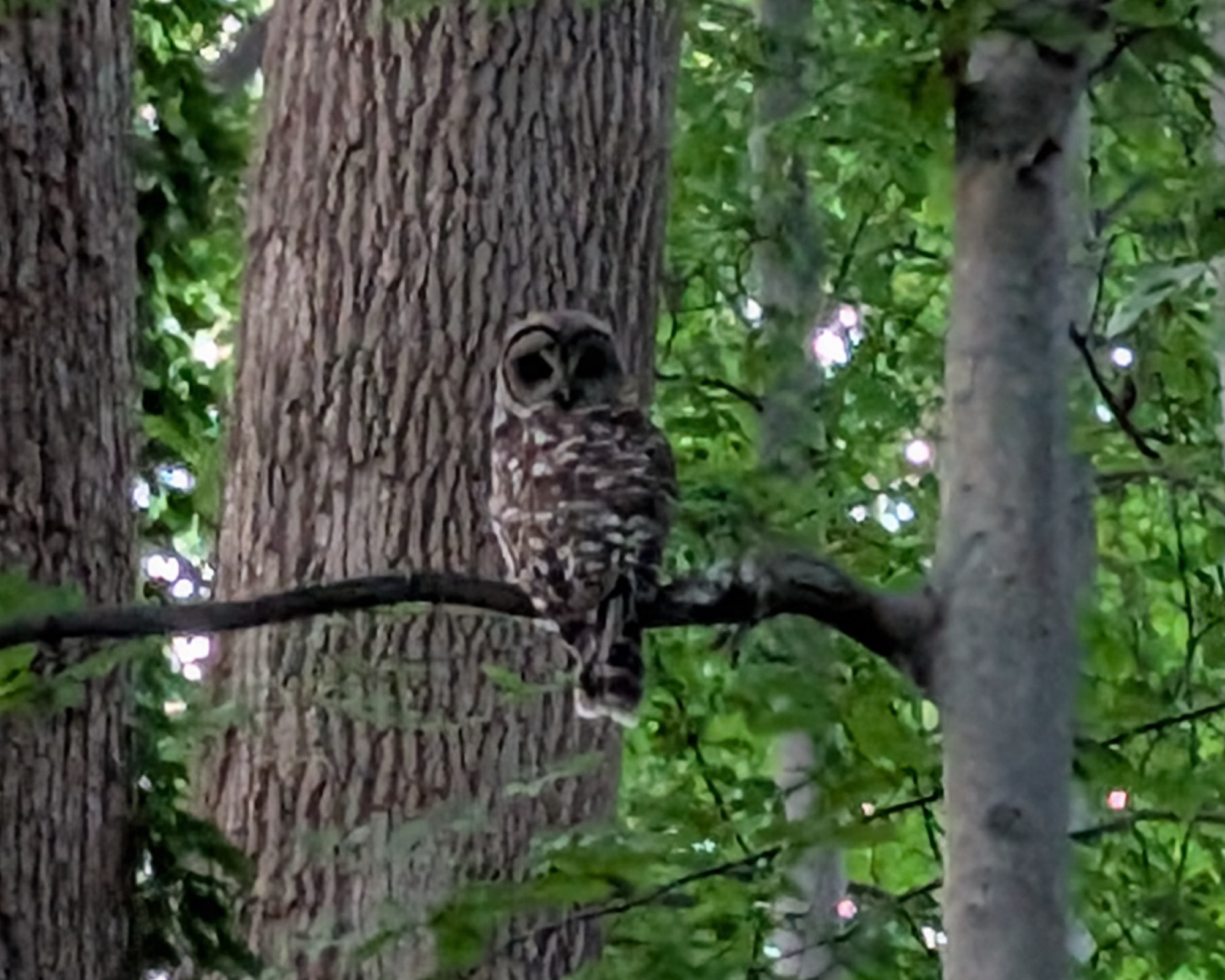 A barred owl sitting on a branch in a forest