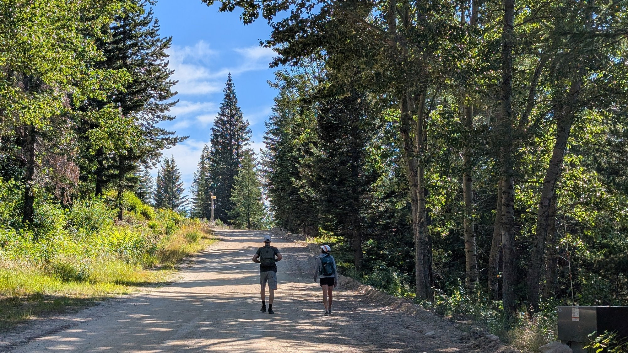 Two people walking down a sunny road with giant evergreens 