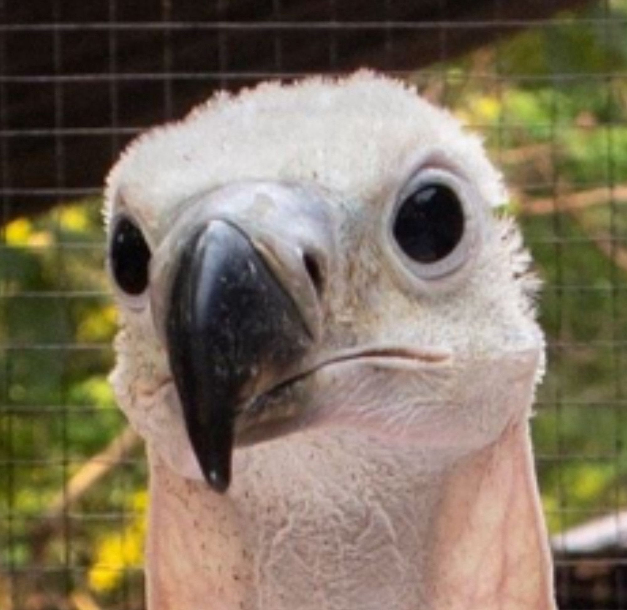 Extreme close up of the vulture’s face.