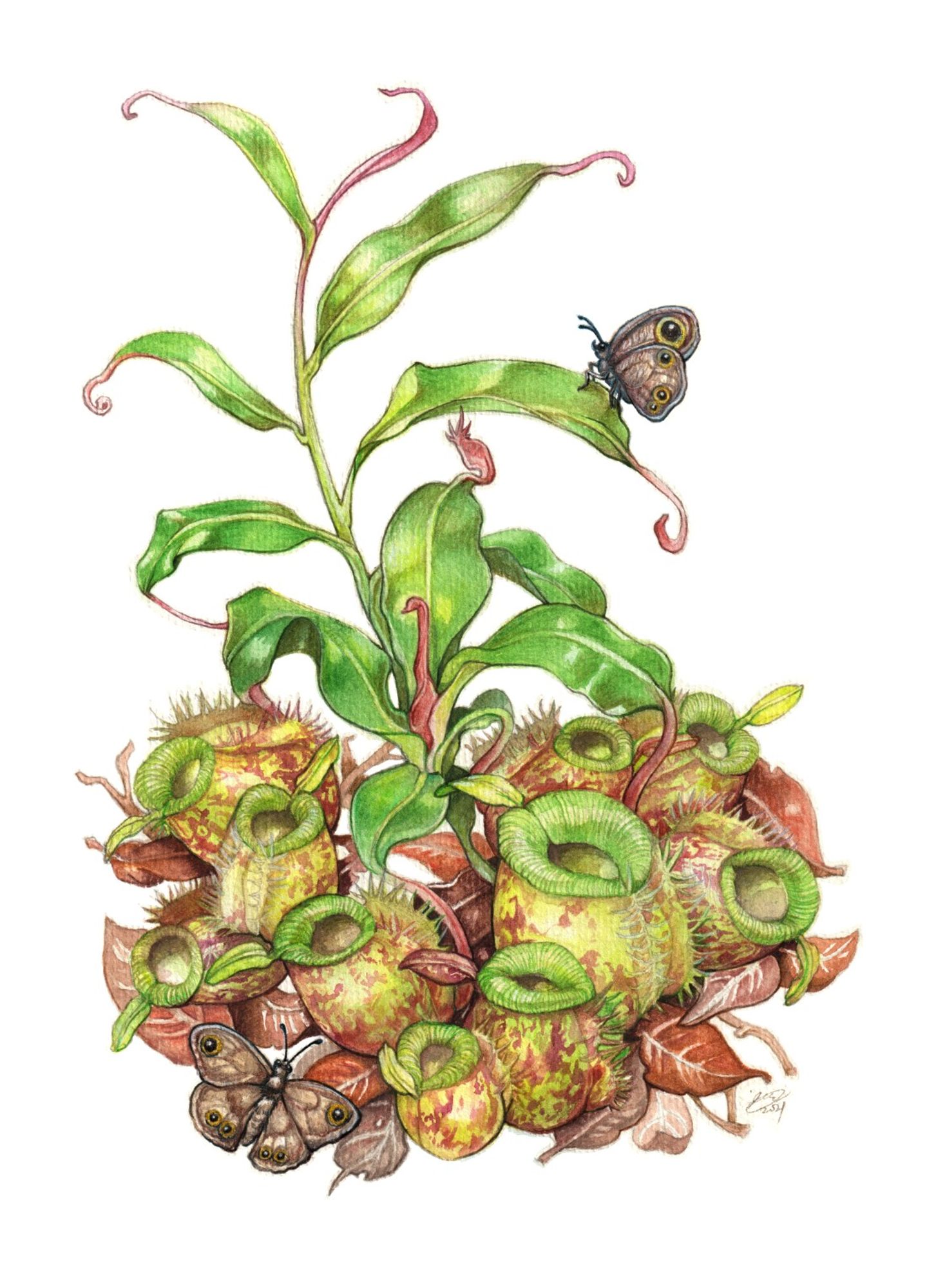 A cluster of small pitcher plants with glossy green leaves and two light brown butterflies fluttering around it