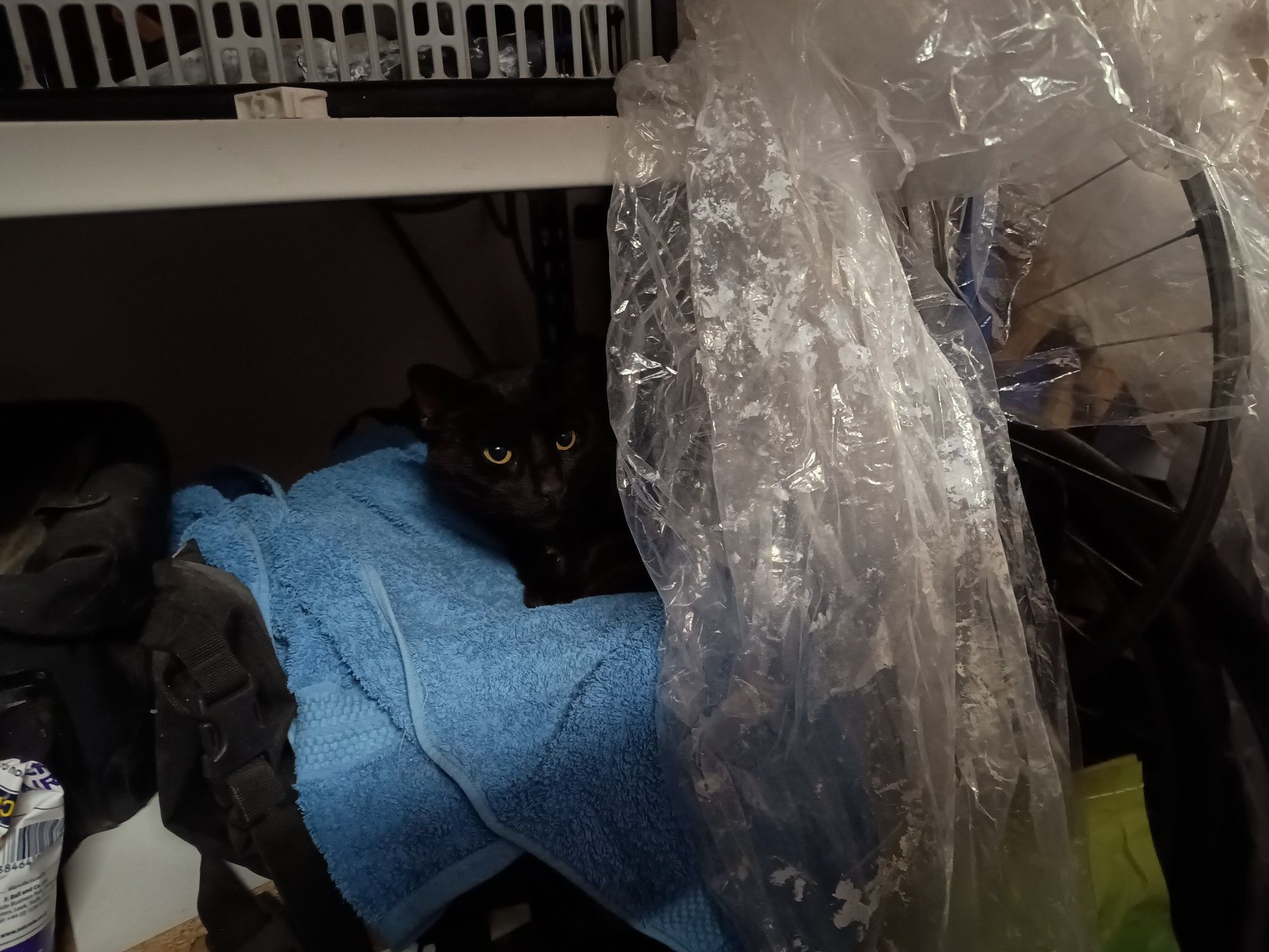 A black cat with yellow eyes sitting on a towel among bric-a-brac on a shelving unit 