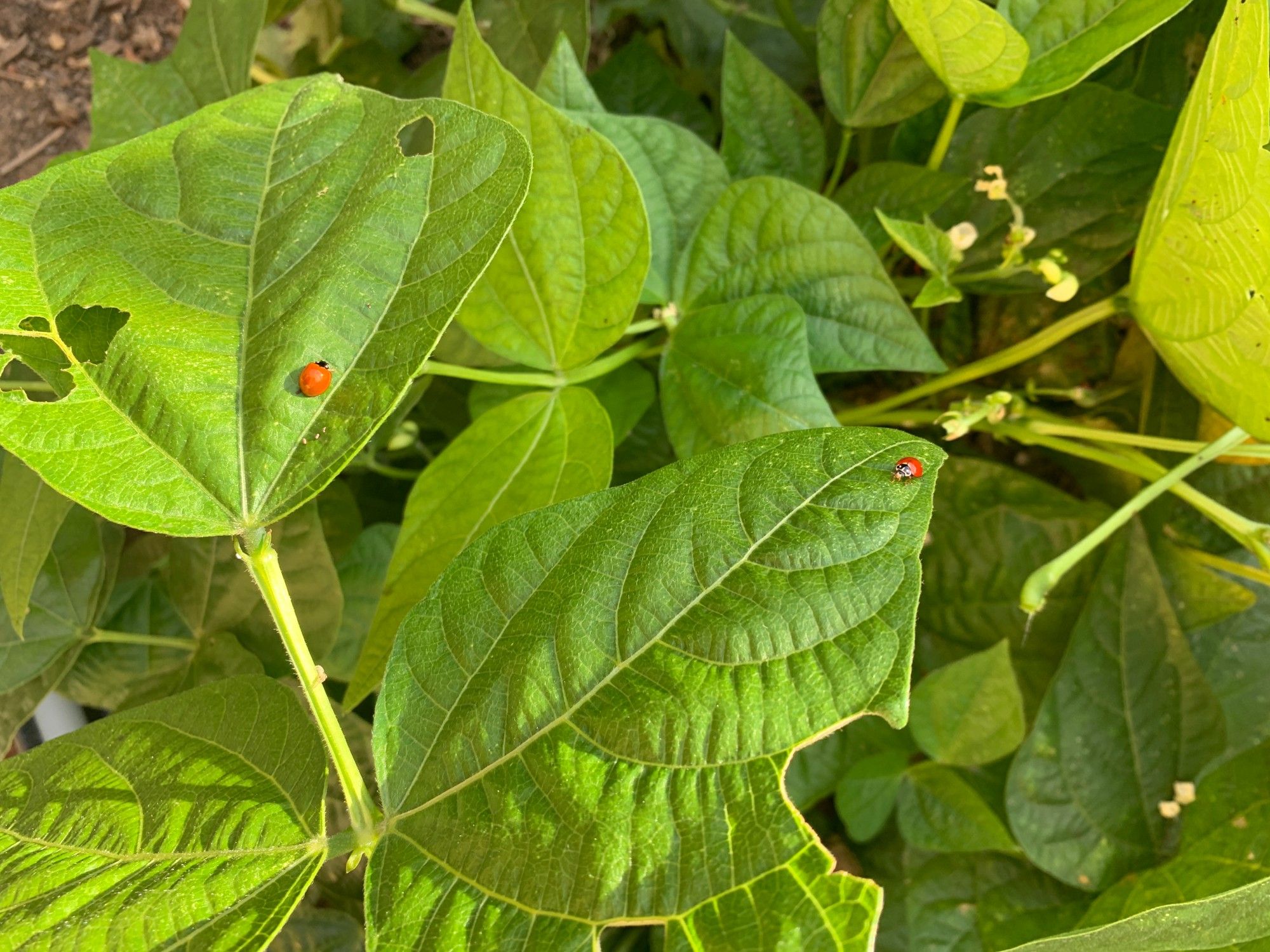 then the gardener began to notice more & more little red ladybugs on the green relatively healthy but definitely neglected bean plants.