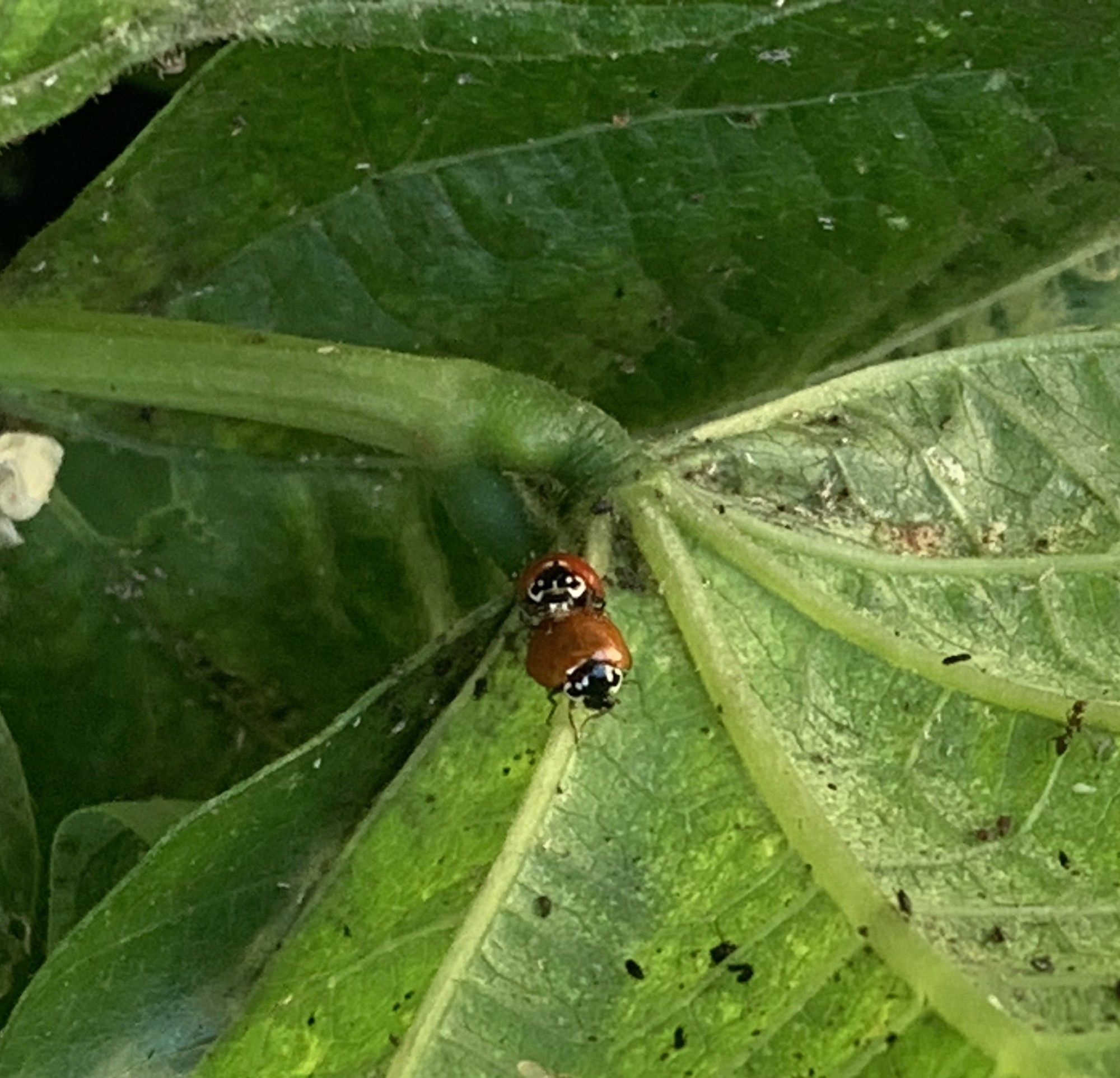 to her horror, the gardener spotted two ladybugs getting it on under her very nose.  In the middle of the afternoon!