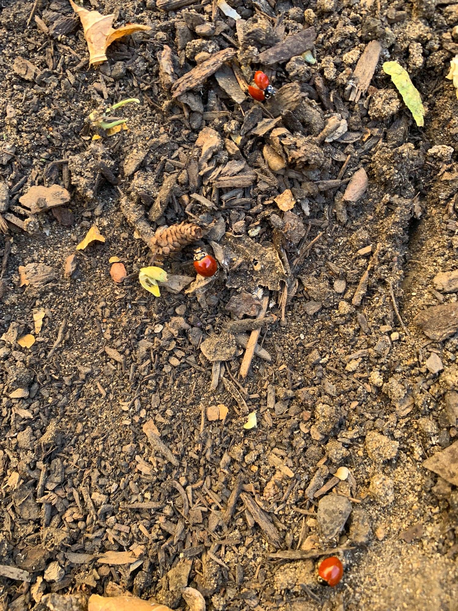 finally, the gardener began shaking ladybugs off the worst of the neglected bean plants and allowing the ladybugs to shift to ground work.  Here, three ladybugs try to figure out what to do now that they're on bare earth.