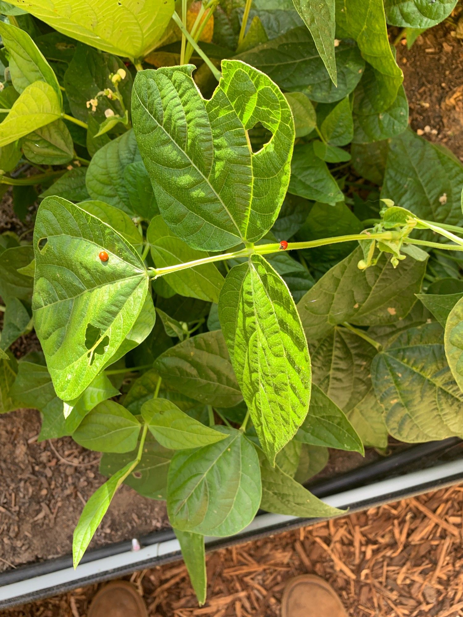 the gardener spotted two ladybugs on these relatively healthy green bean plant leaves and cooed, how lovely, so glad to see you little darlings!