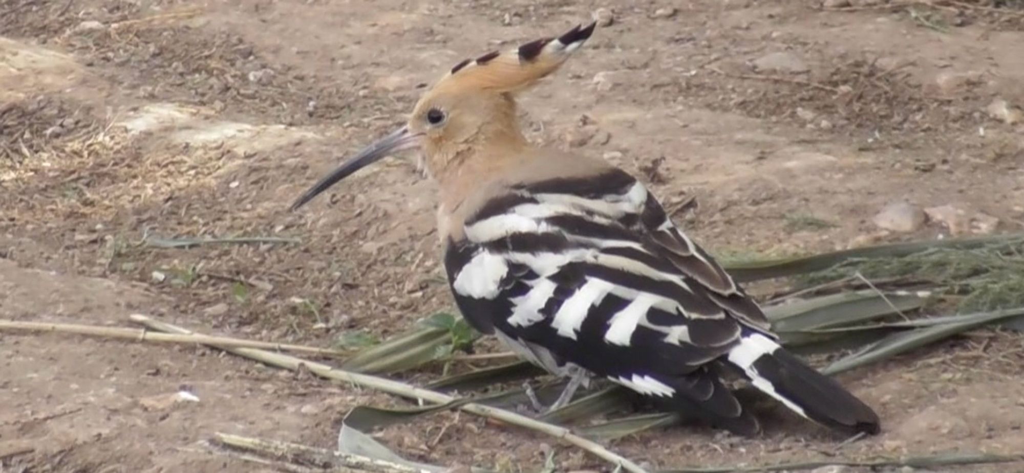 Hoopoe. Upupa epops. Clot de Galvany. 8 Oct 2024.