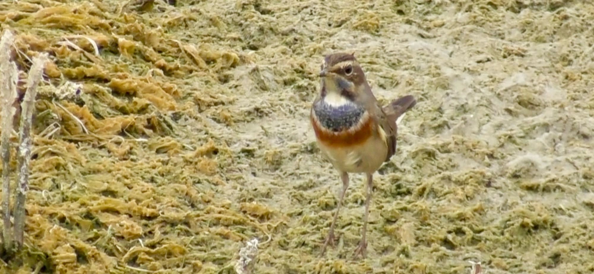 Bluethroat. Luscinia svecica. El Hondo (San Felipe). 9 Oct 2024.