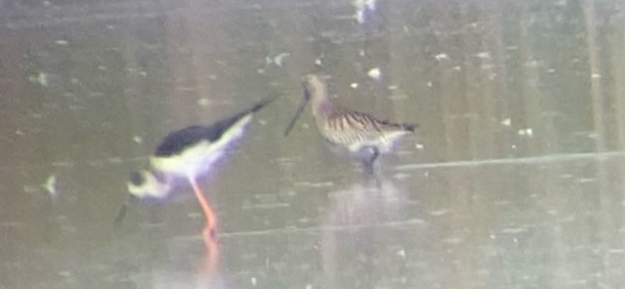 Bar-tailed Godwit (Limosa lapponica) on right, alongside Black-winged Stilt (Himantopus himantopus). El Hondo (Vistabella Road). 9 Oct 2024.