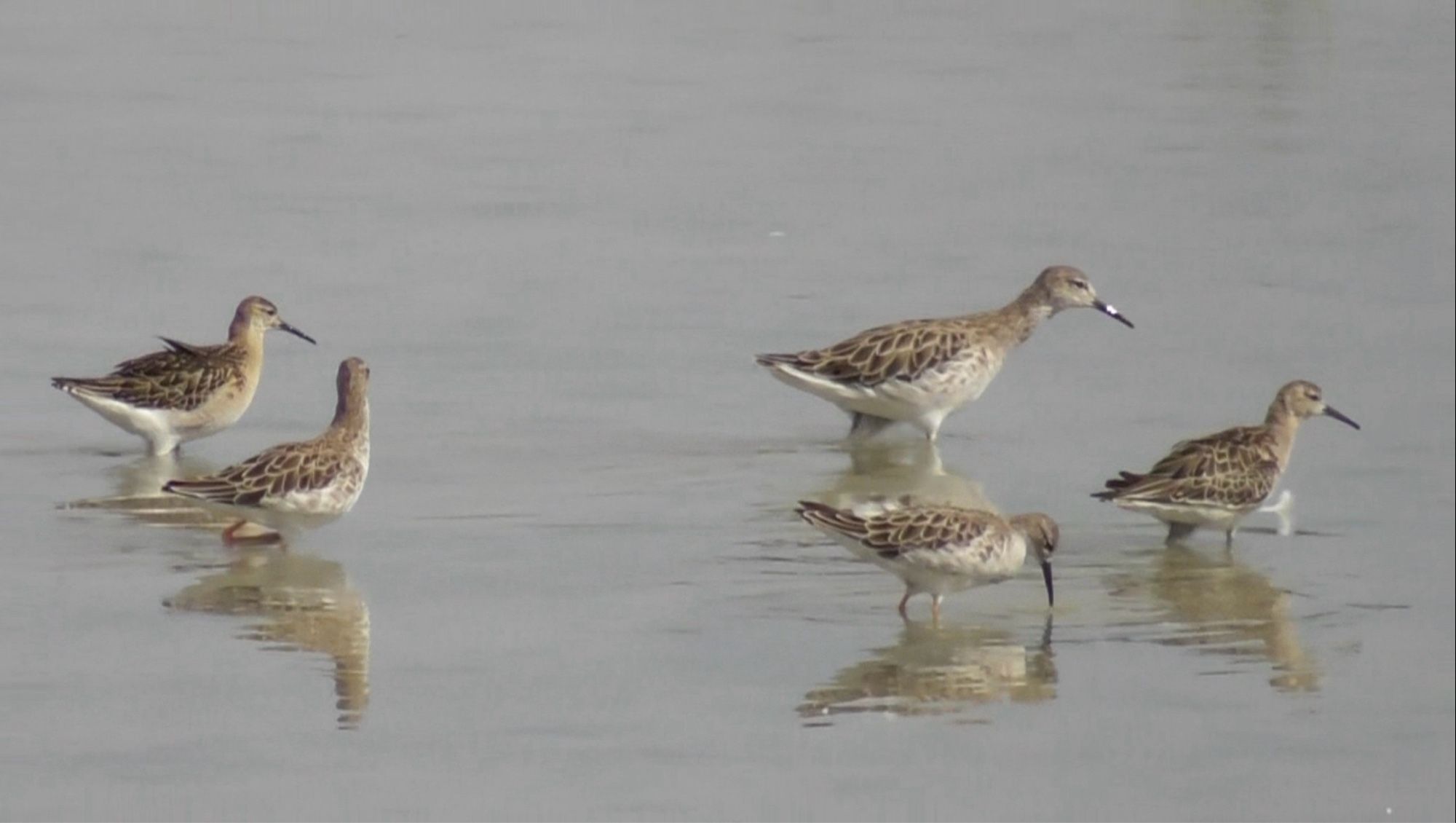 Party of five Ruff. Calidris pugnax. El Hondo (Vistabella Road). 9 Oct 2024.