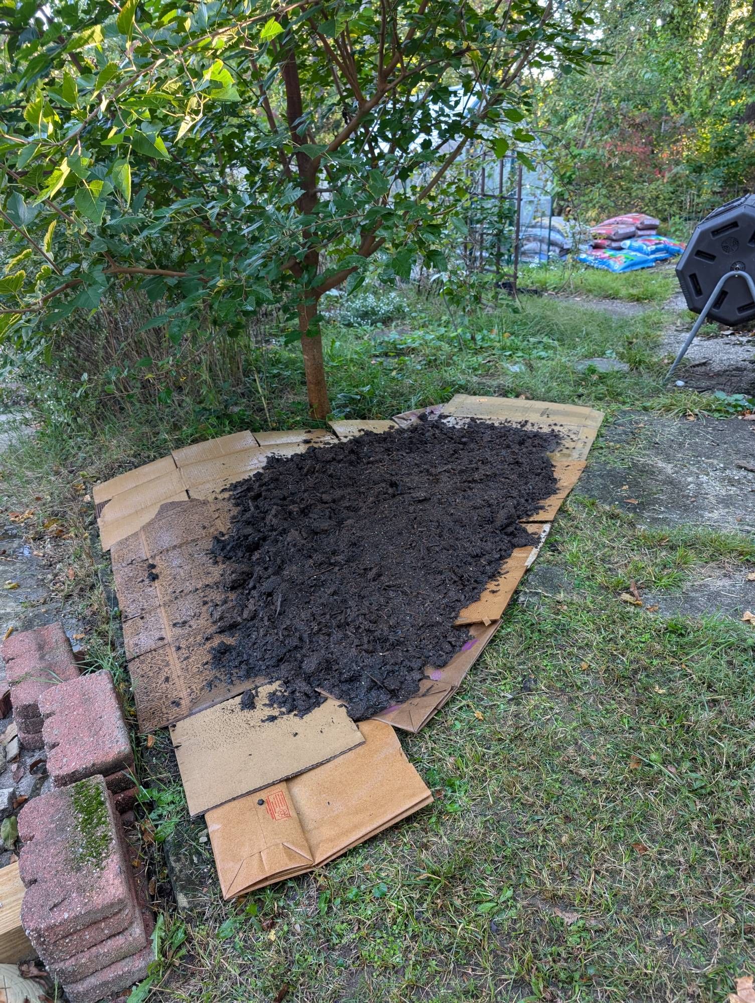 A patch of ground covered with cardboard, topped with soil, under a smallish red mulberry tree. Various garden accoutrement also visible such as a spinning composter, stacks of mulch bags, and a small greenhouse