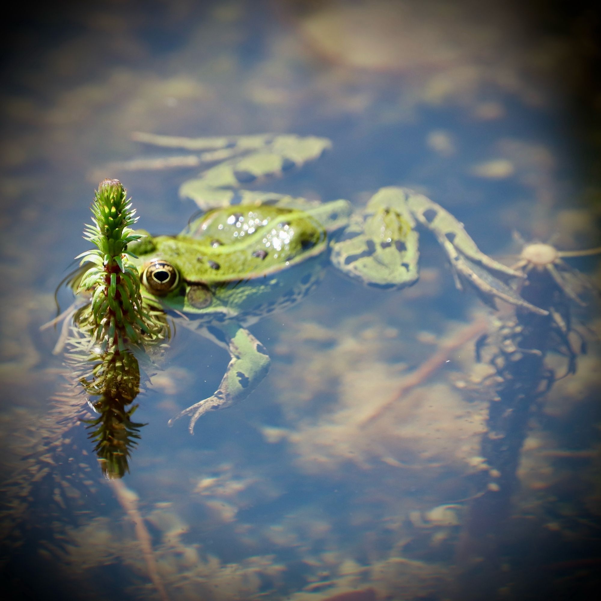 grüner Wasserfrosch im Wasser