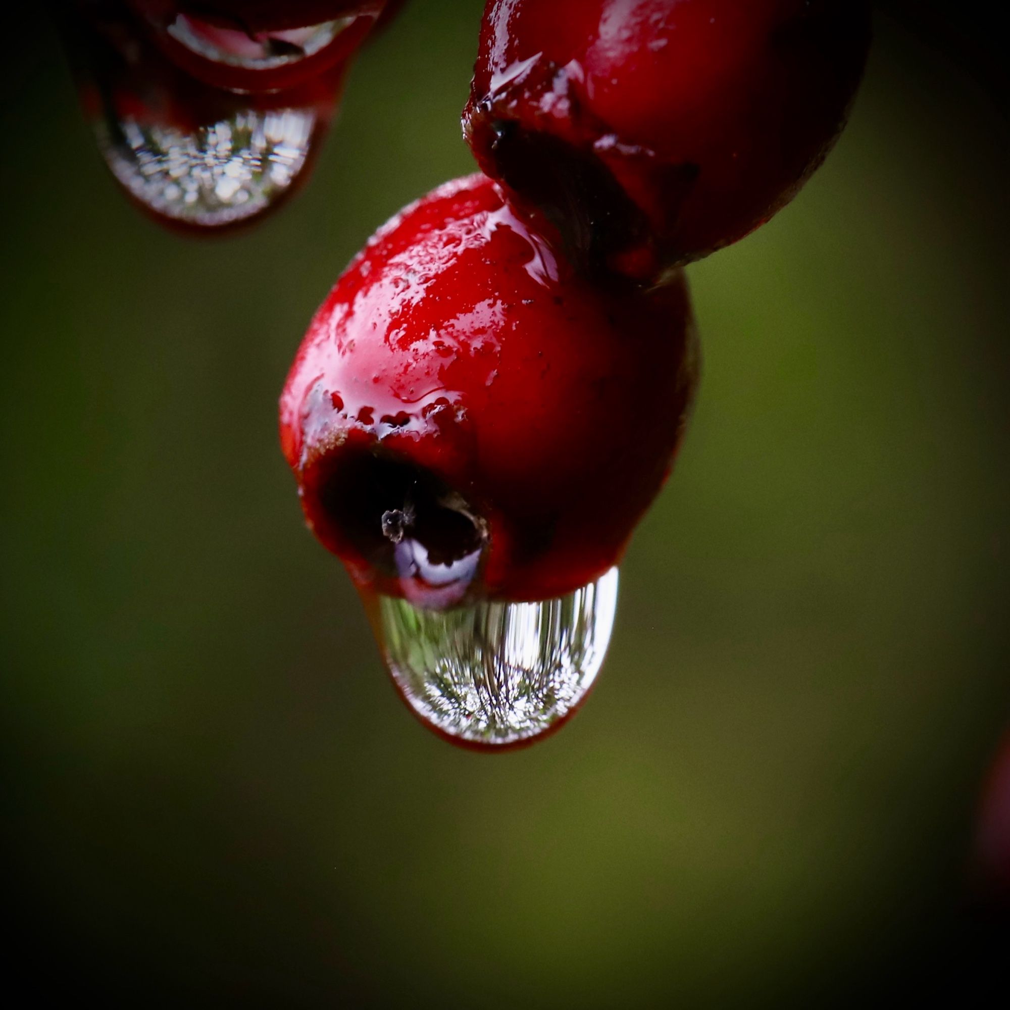 Eine Nahaufnahme von leuchtend roten Beeren, an denen Wassertropfen hängen. In den Wassertropfen spiegeln sich feine Details der Umgebung, was ein schönes und zartes Naturmotiv schafft. Der Hintergrund ist unscharf, wodurch die Beeren und Tropfen klar hervorgehoben werden.