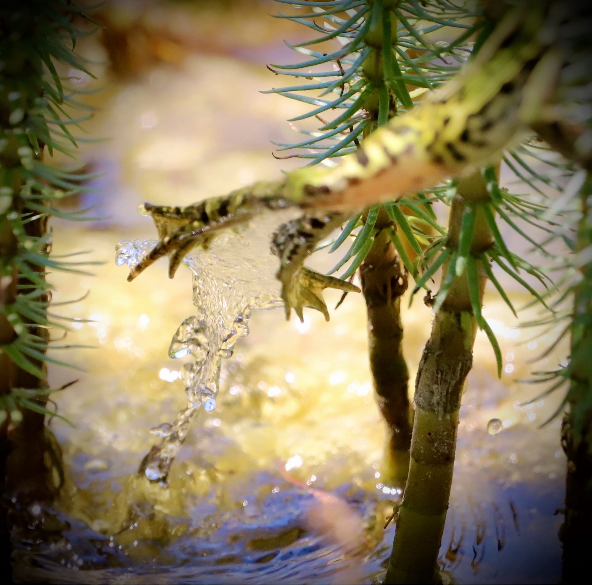 grüner Wasserfrosch springt aus dem Wasser