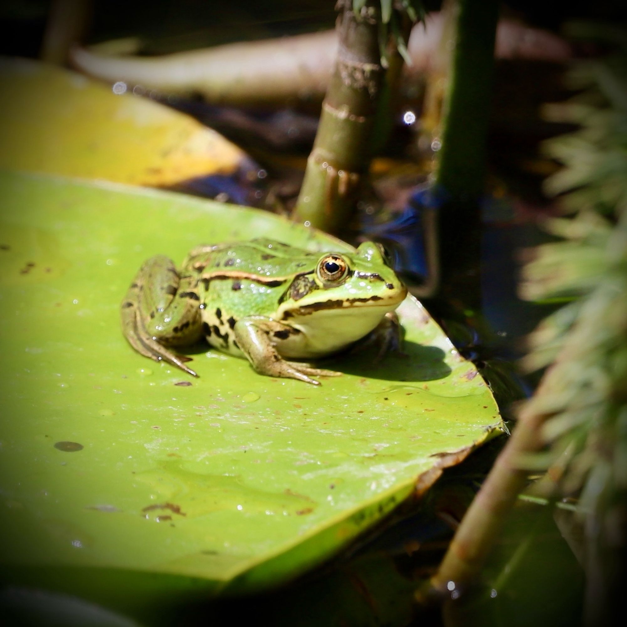 grüner Wasserfrosch auf einem Seerosenblatt