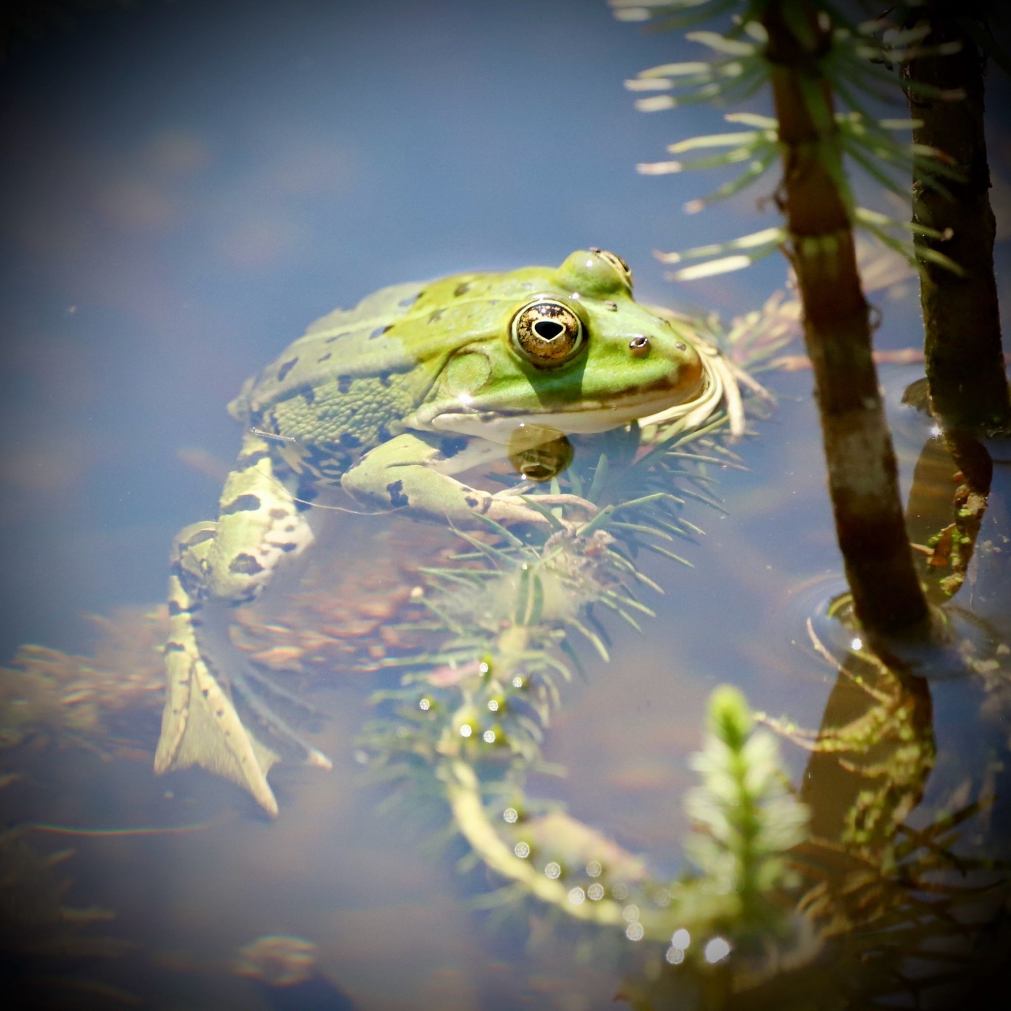 grüner Wasserfrosch im Wasser