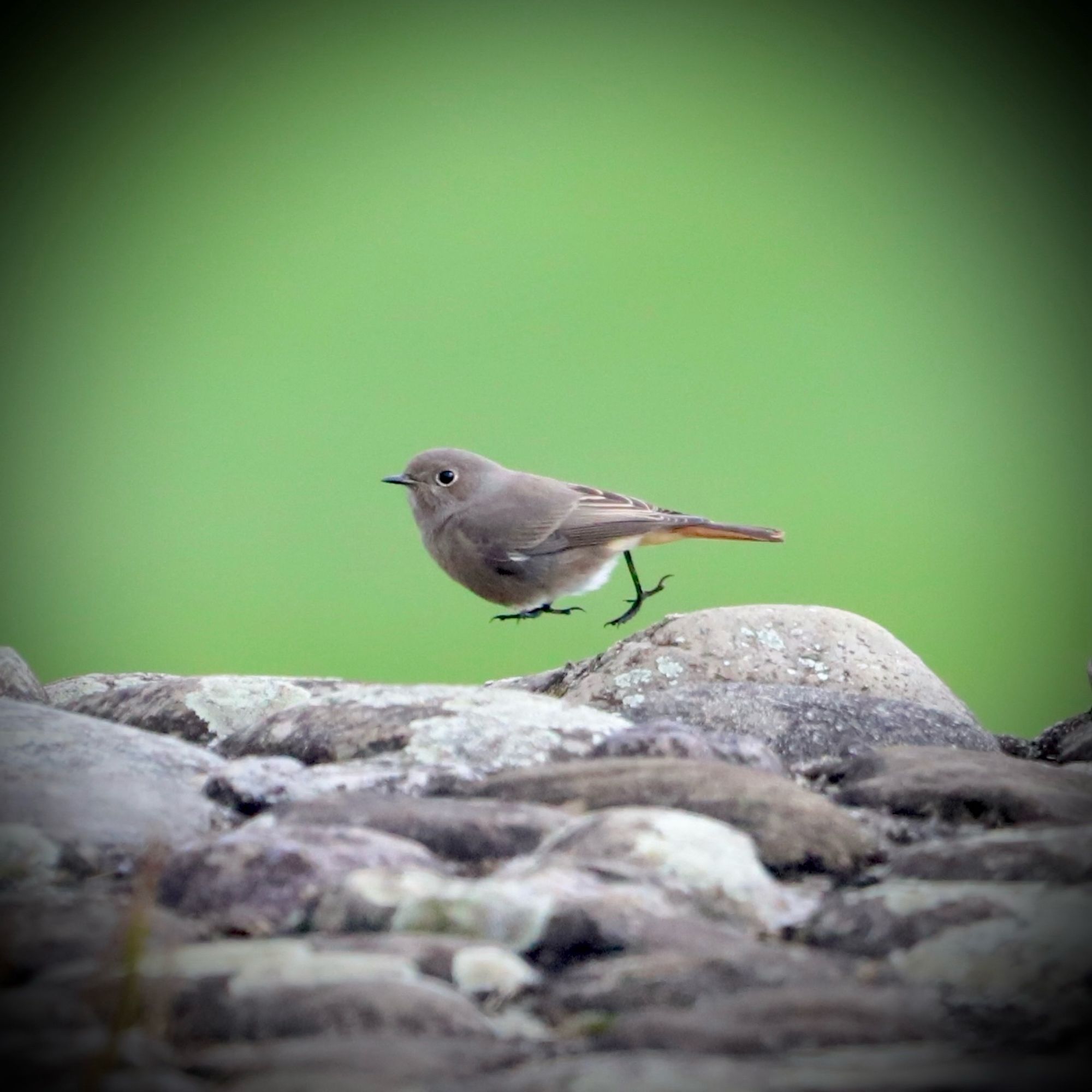 Hausrotschwänzchen (Vogel) rennt durchs Bild