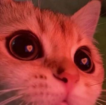 close up on a cat with heart reflections in its eyes 