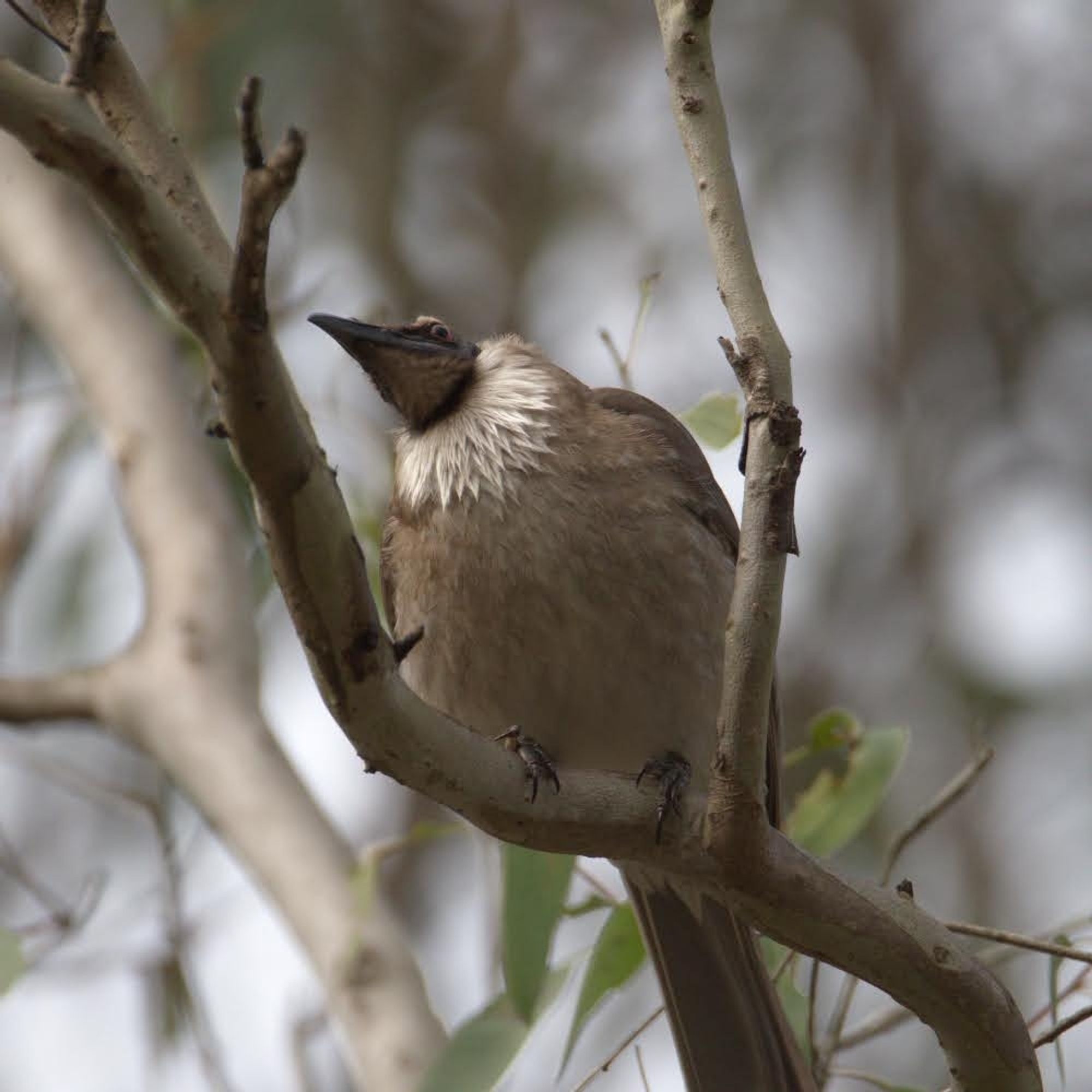 Photo of a noisy friarbird perched on a branch. It is a gray bird with a long tail, and it has a white collar of feathers around its neck. Its head and beak are all black, with no feathers.