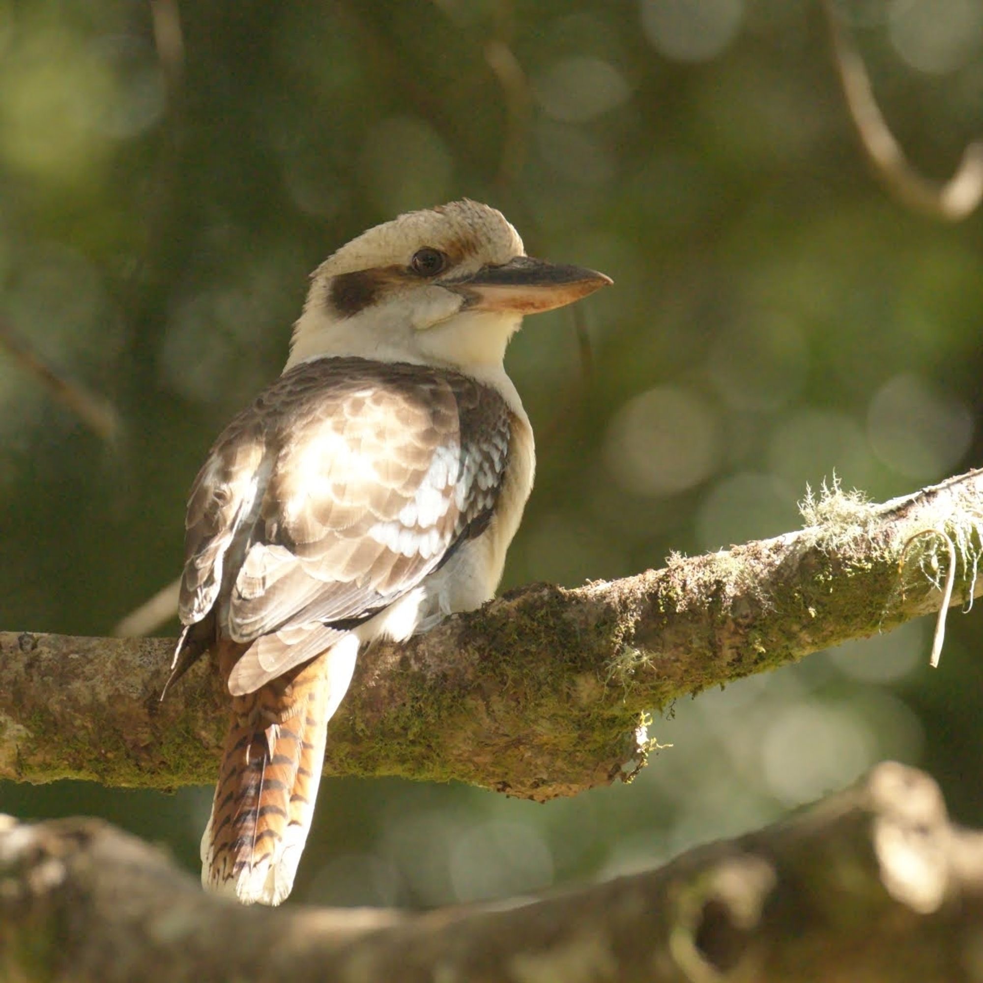 Photo of a laughing kookaburra perched on a mossy branch. It is a large kingfisher type bird, with a stout beak. The bird's white head and chest are in shadow, with bright sunlight over the blue patches of its wings and the brown and black chevron pattern on its tail.