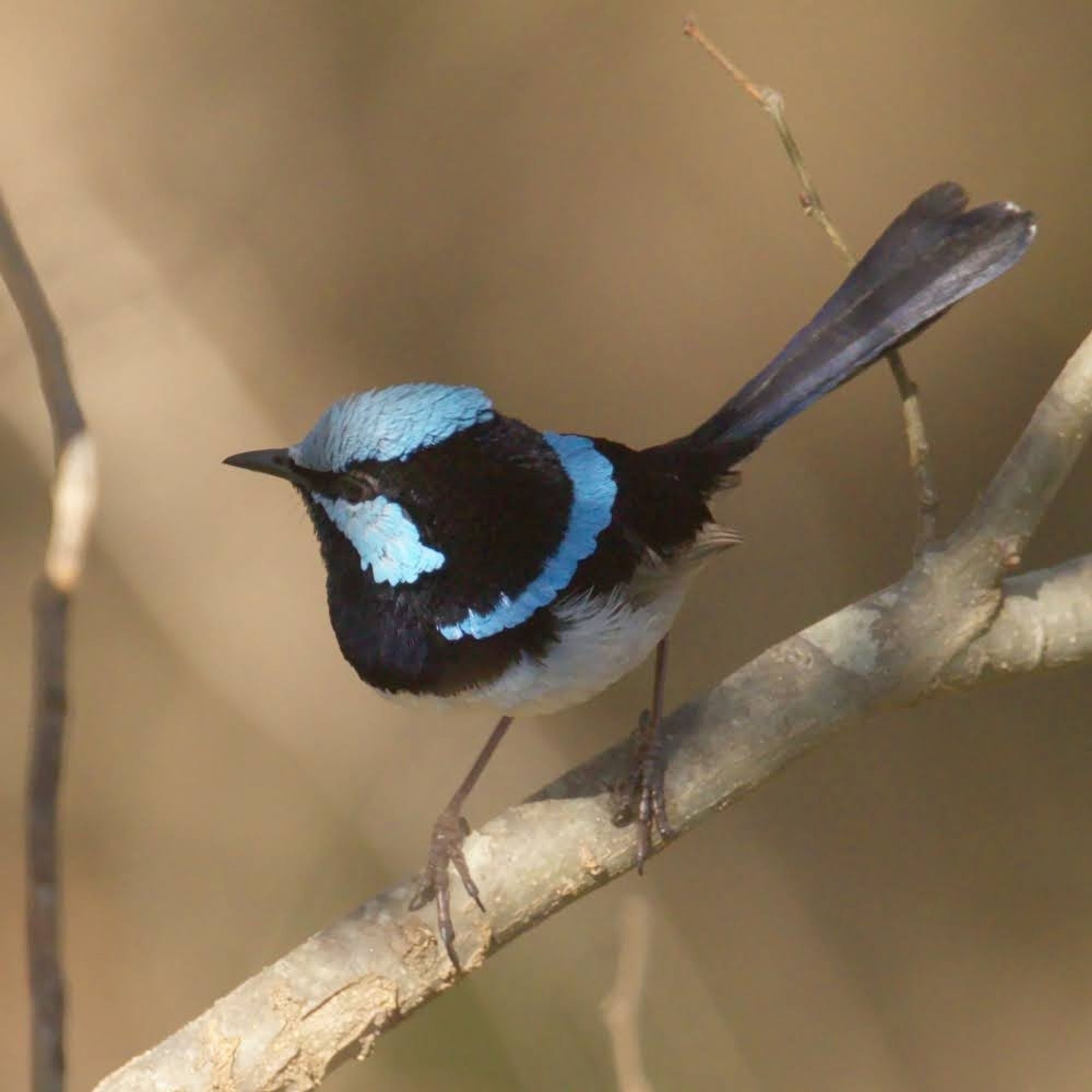 Photo of a bright male superb fairywren perched on a thin branch. He is a tiny bird with a long tail. His tail is dark brown, and the top of his body is mostly black, with a bright blue patch on his head and his cheek, plus a frill of blue around the back of his neck.