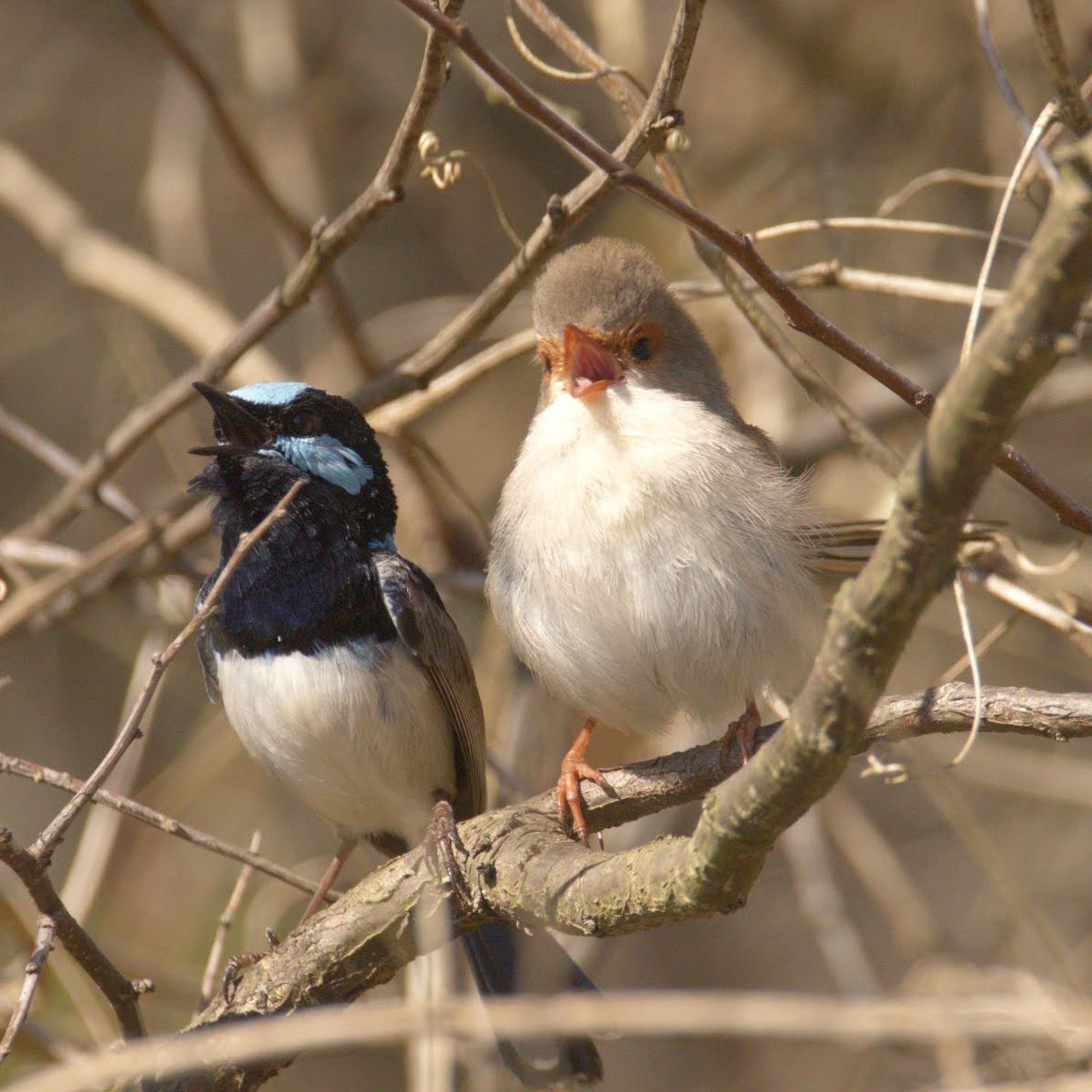 Photo of two small birds with their beaks wide open in song. The male on the left has a white belly, dark wings, and a black chest and head, with bright blue patches on his forehead and cheek. The female has a white belly and chest, with drab brown on her head, and her beak is dull orange.