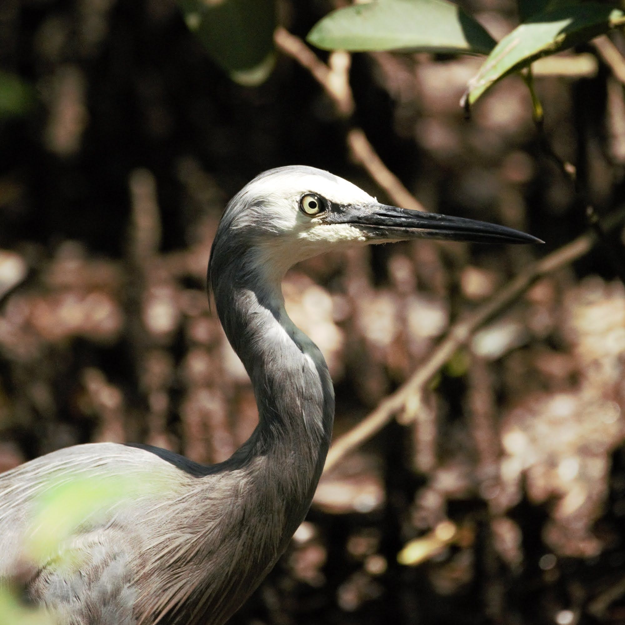 Photo of a white-faced heron in a dense mangrove. It's a tall bird with a long neck held in an s shape, and a dagger-shaped bill. Its feathers are light grey, with white around its face.