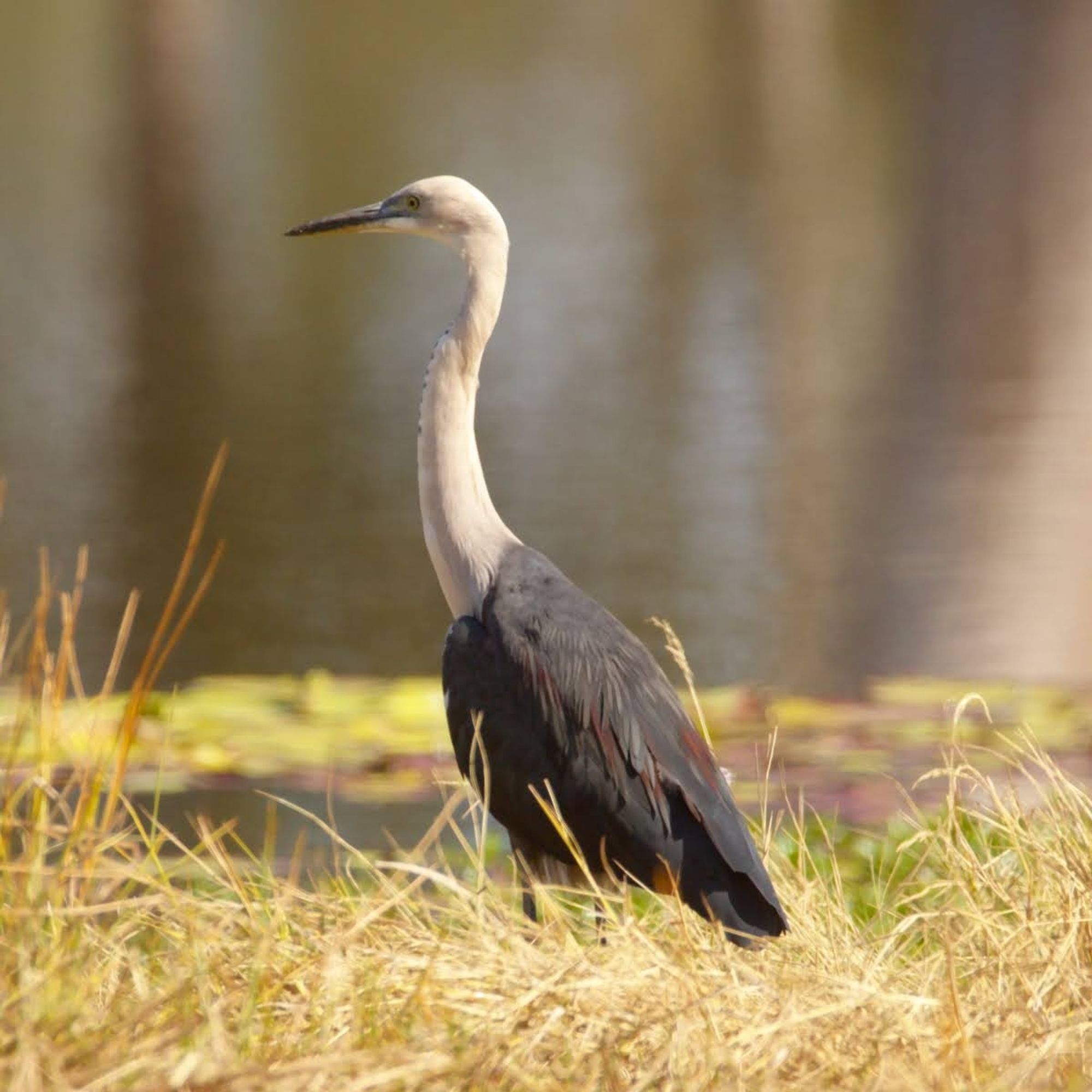 Photo of a white-necked heron standing in grass in front of a pond. It is a large heron, with a long white neck. Its body feathers are dark bluish grey, with hints of maroon in the sunlight.