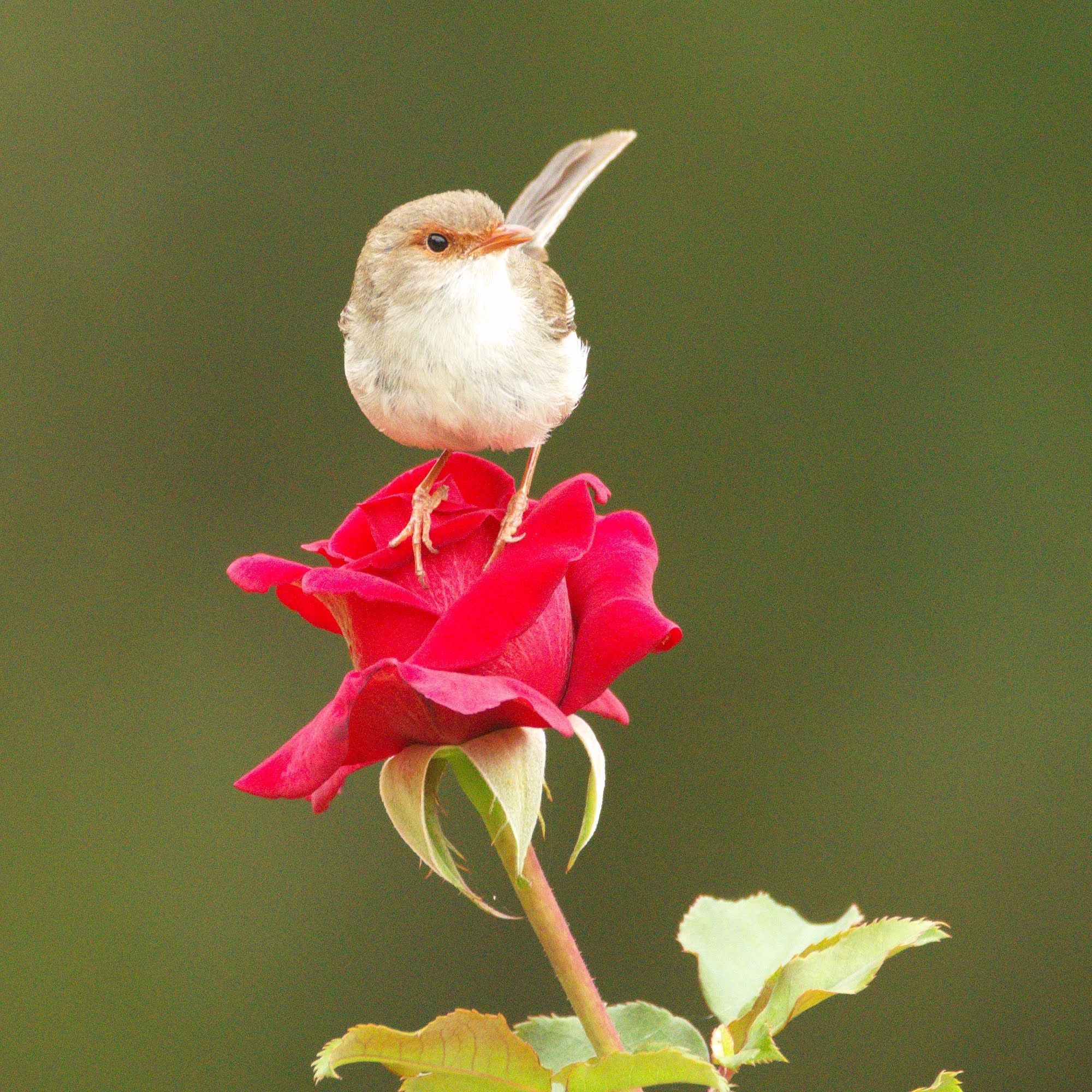 Photo of a female superb fairywren perched on a blooming red rose. It is a tiny brown bird with a white breast, an orange beak, and a long tail, held high.