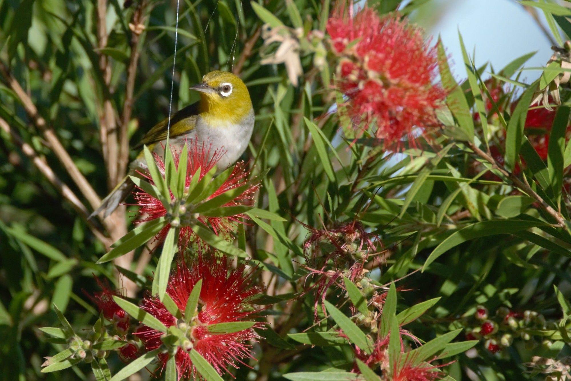 Photo of a silvereye in a tree full of brushy red flowers. It's a small greenish yellow bird with a distinctive white ring around its eye.