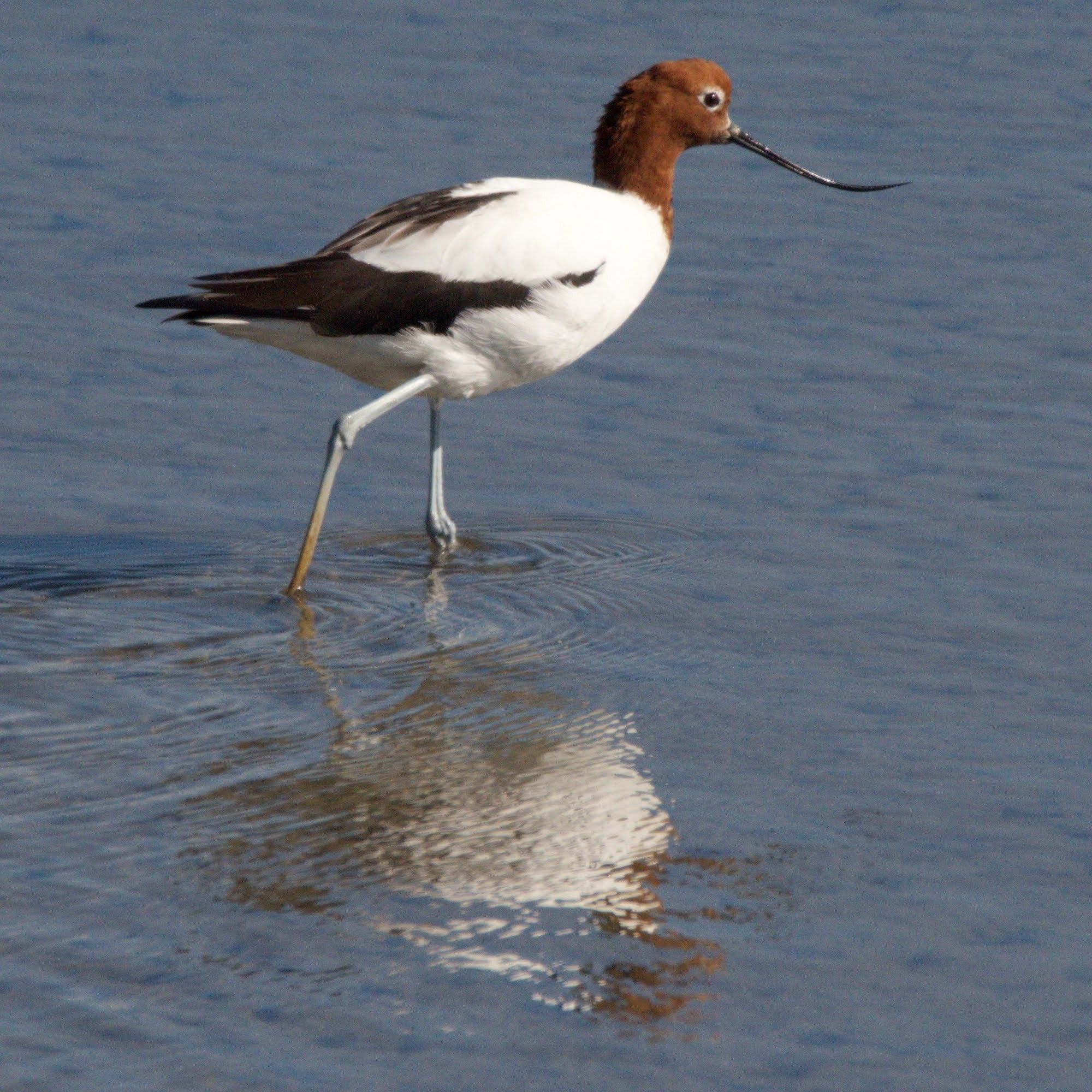 Photo of a red‐necked avocet standing in water. It is a medium sized wader, with a rusty red head and neck, a white body, and a black tail. It has a long, thin black beak that curves upward at the end.