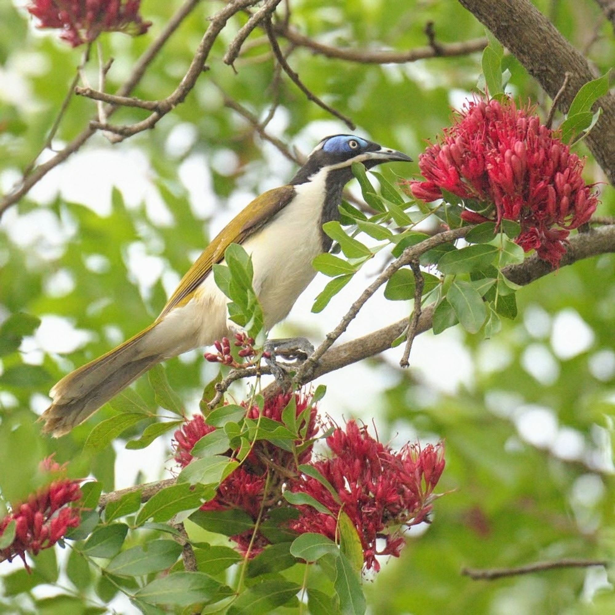 Photo of a blue-faced honeyeater in a flowering tree. It has a white underside, olive-green wings, black throat, and a bare patch of blue skin around its eyes.