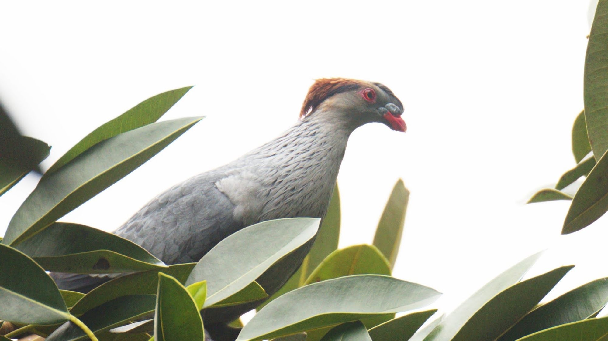 Photo of a topknot pigeon perched among green leaves. It is a big pigeon, with a thick orange beak, orange eyes, and a drooping crest of reddish feathers on top of its head. It looks a bit like the bird has a mullet haircut