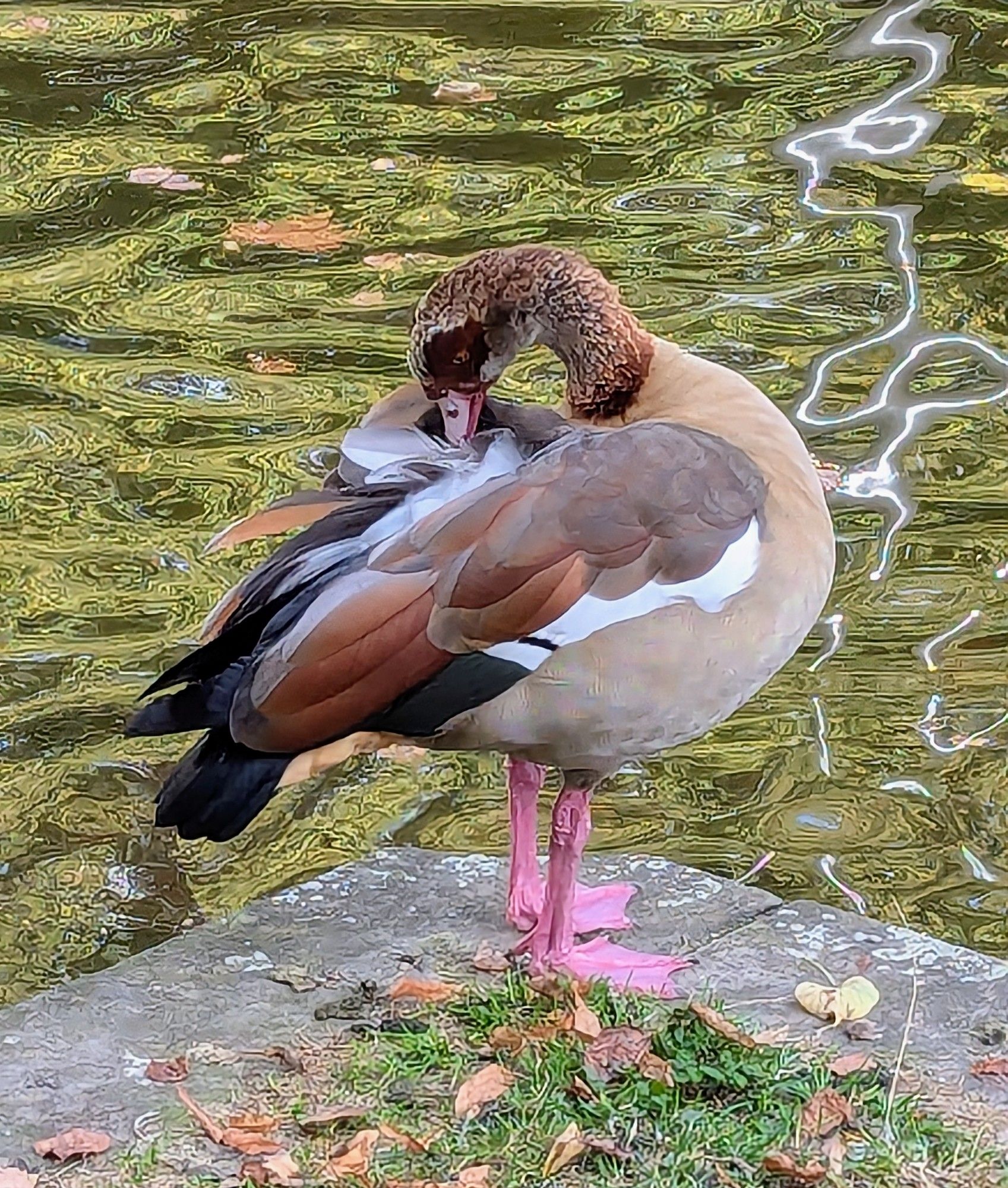 Eine Nilgans steht auf einer gemauerten Teichumrandung und putzt sich sein Gefieder.