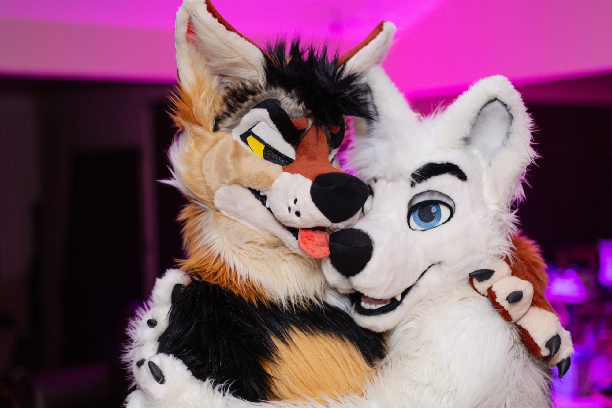 A jackal and white wolf fursuiter hugging and looking at viewer lustily.