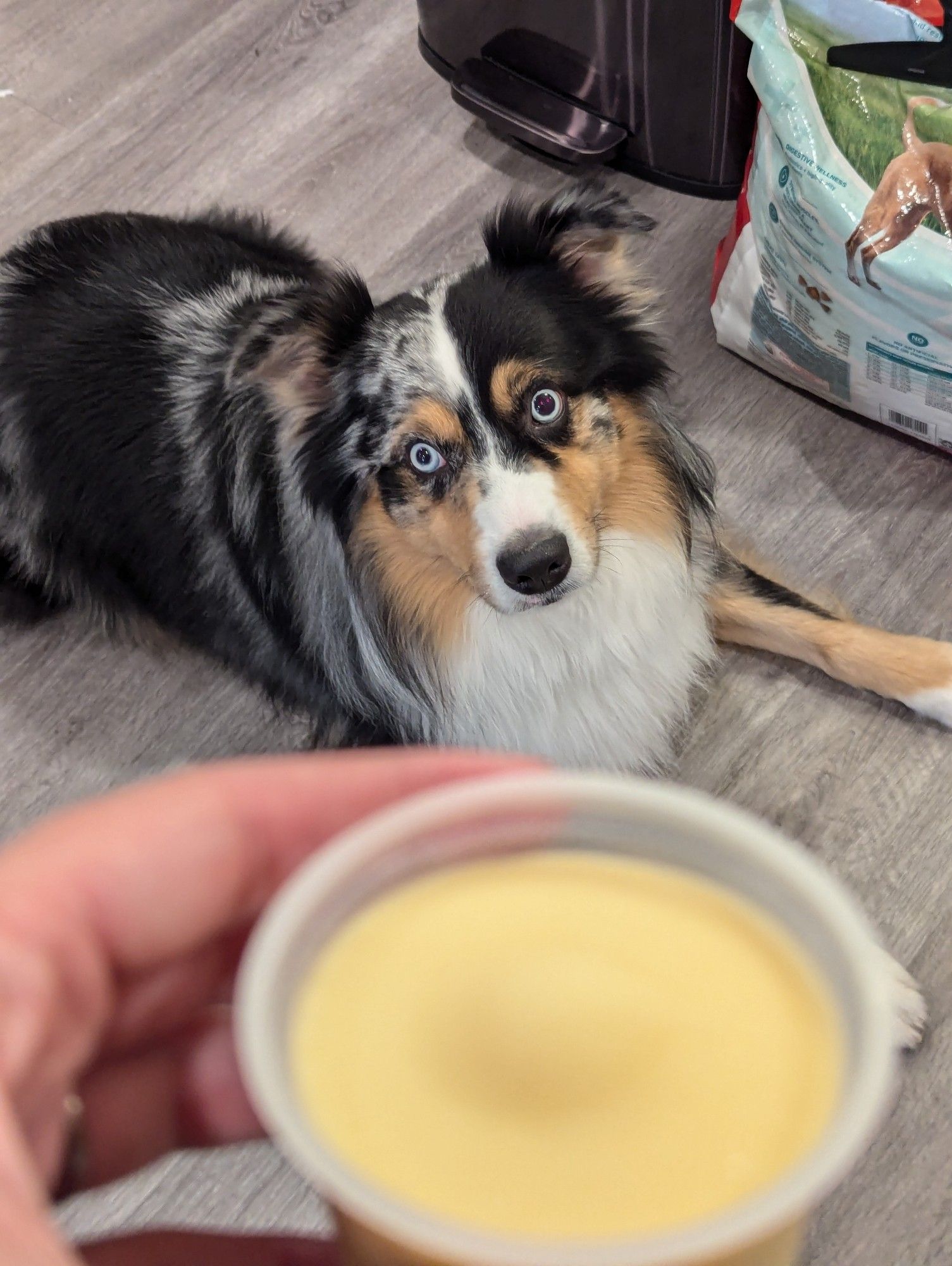 tricolor blue-eyed Australian shepherd looking at a cup of dog ice cream I'm holding in front of the camera