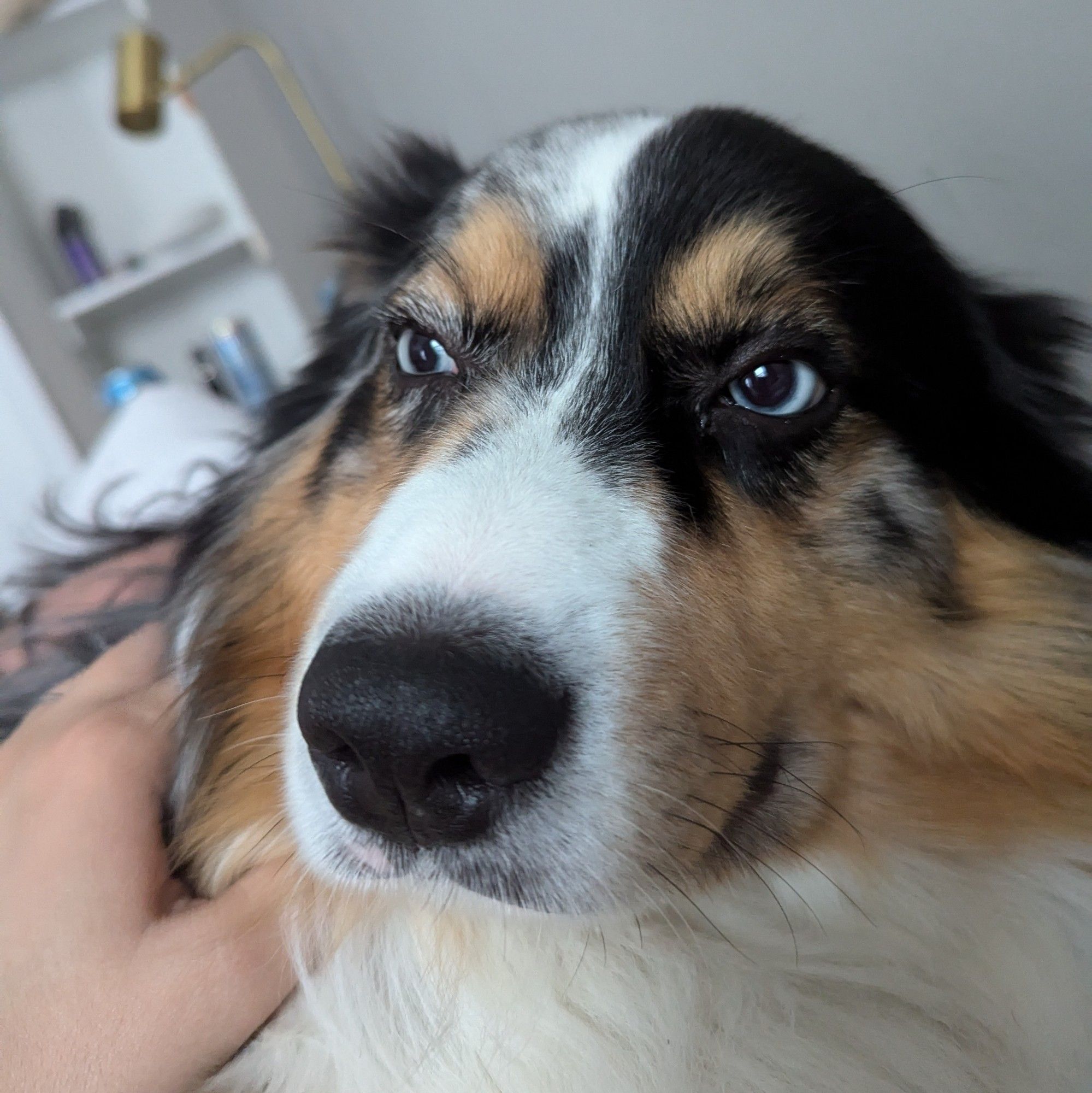 closeup of a tricolor blue-eyed Australian shepherd's face from an angle that makes him look funny and weird