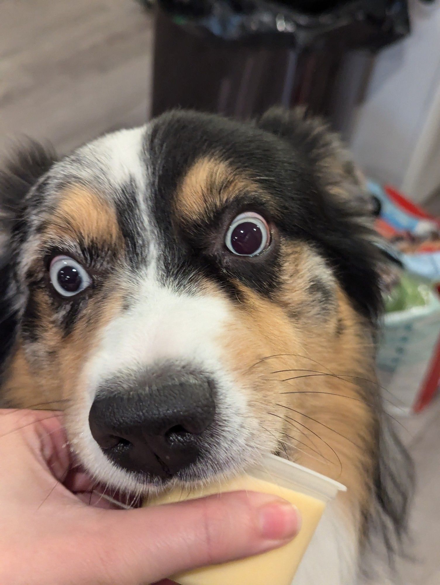 tricolor blue-eyed Australian shepherd biting the ice cream cup