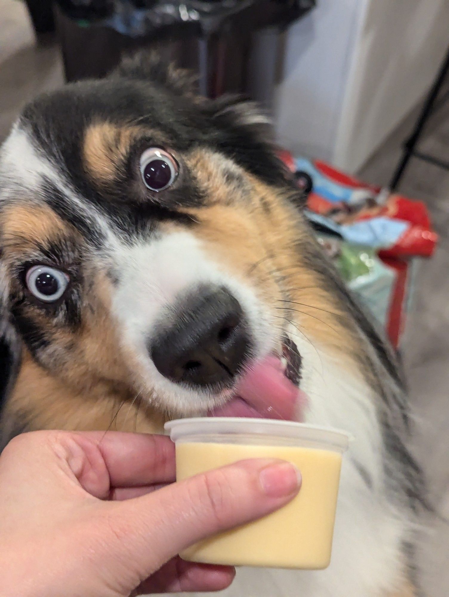 tricolor blue-eyed Australian shepherd licking the ice cream cup