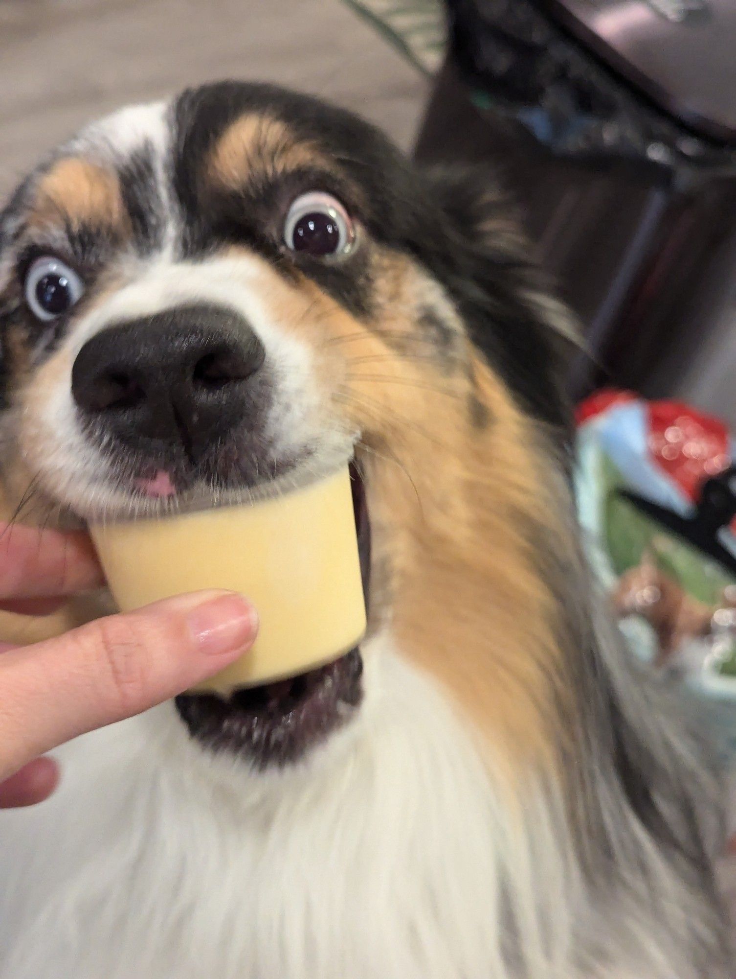 tricolor blue-eyed Australian shepherd stealing the ice cream cup