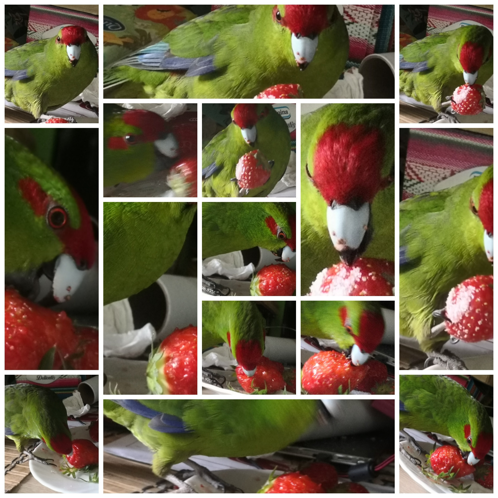 A photo collage of a mostly green parrot eating a strawberry.