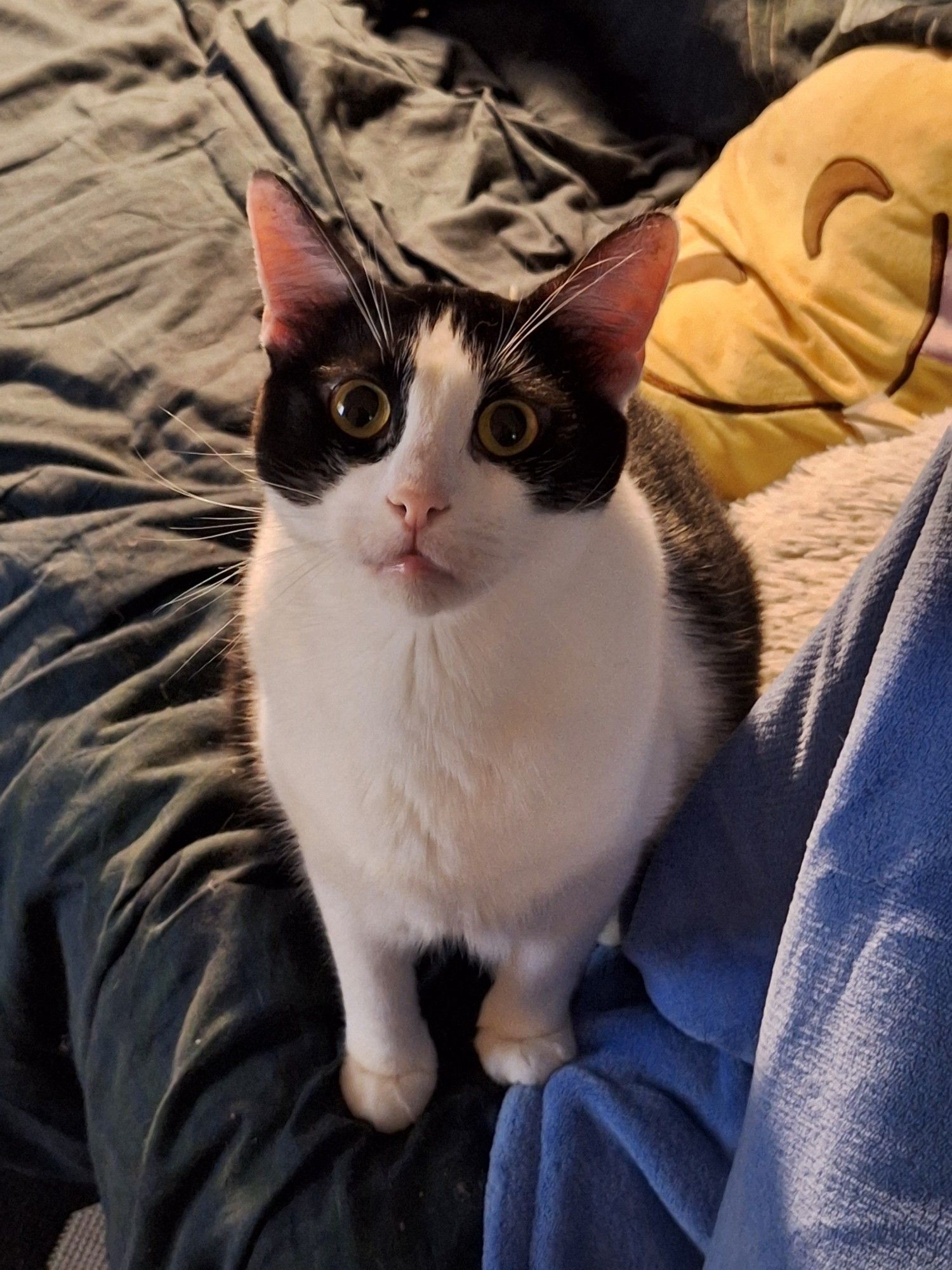 Cat looking into the camera with wide pupils and cute expression