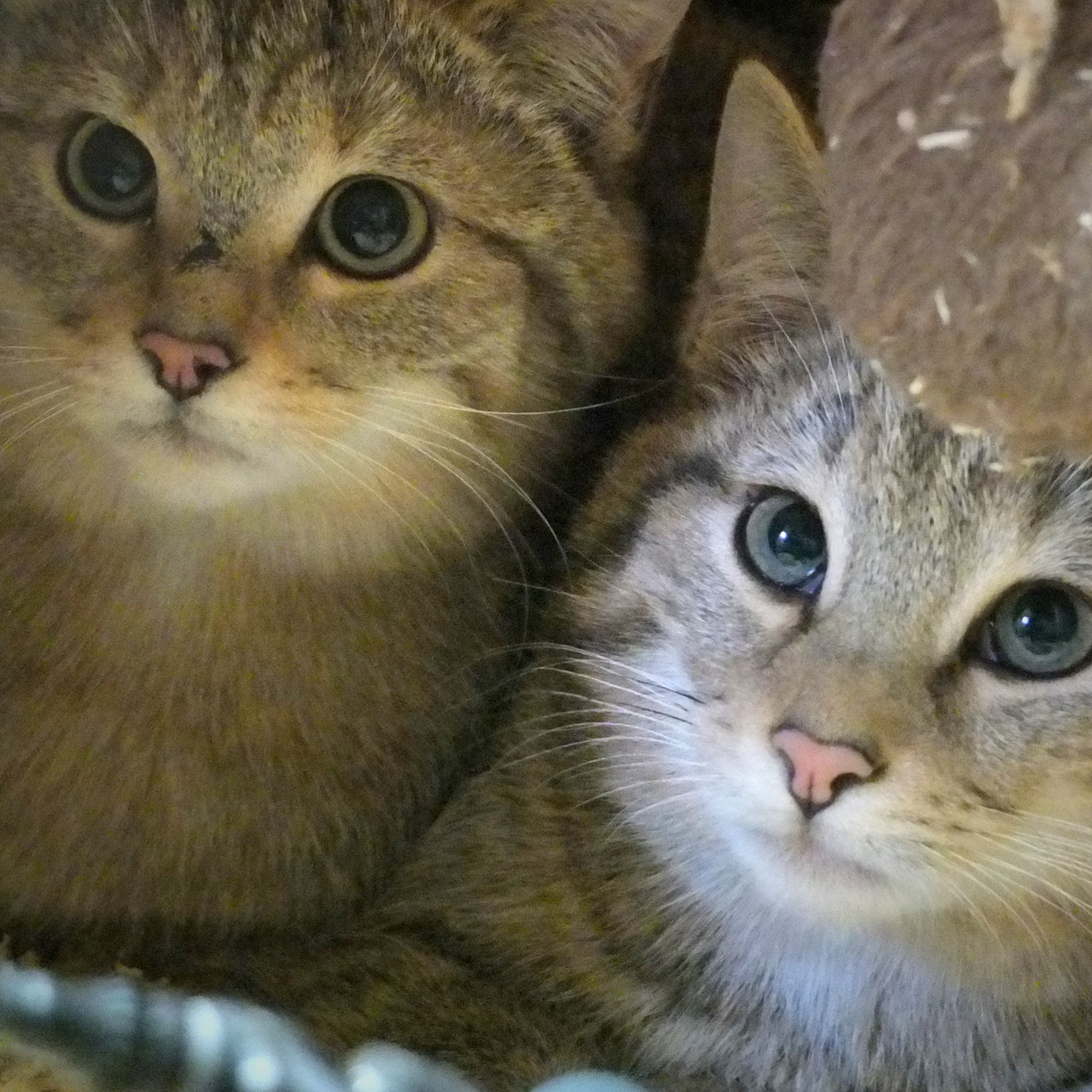 Two wildcats sitting next to each other