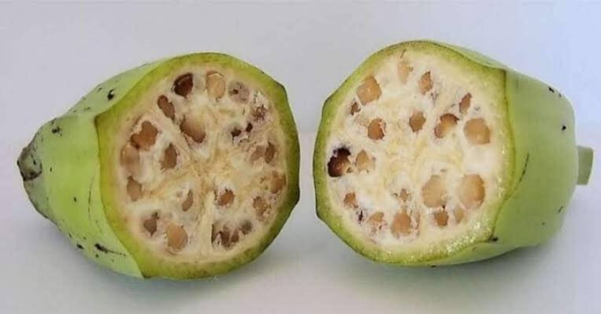 A imagem mostra um banana silvestre cortada ao meio. A banana silvestre é uma variedade de banana que não é comestível para humanos, pois possui muitas sementes e uma polpa dura. A fruta está verde e seu interior revela uma polpa clara com numerosas sementes marrons. A casca externa é verde e apresenta algumas manchas escuras. A imagem destaca a diferença entre a banana macho e as bananas comuns, que possuem polpa macia e poucas ou nenhuma semente.