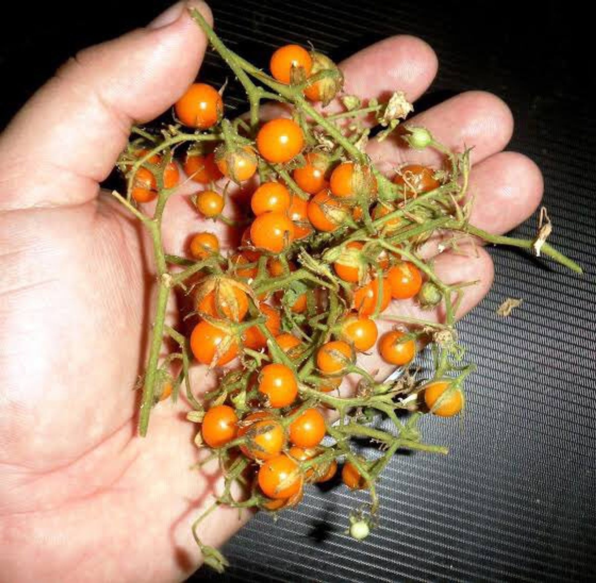 A imagem mostra um punhado de tomates selvagens, sendo segurado por uma mão. Os frutos são pequenos, arredondados e de cor laranja vibrante. Eles estão presos em um ramo fino e verde, com pequenas folhas. Alguns dos frutos ainda estão conectados às hastes, enquanto outros já se soltaram. O fundo da imagem é escuro e desfocado, o que ajuda a destacar os tomates.