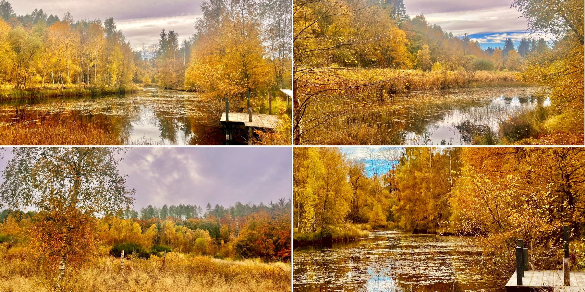 A collage of 4 photos portraying Autumnal scenes around and about the Flight Pond on the Castle Fraser estate, Aberdeenshire.