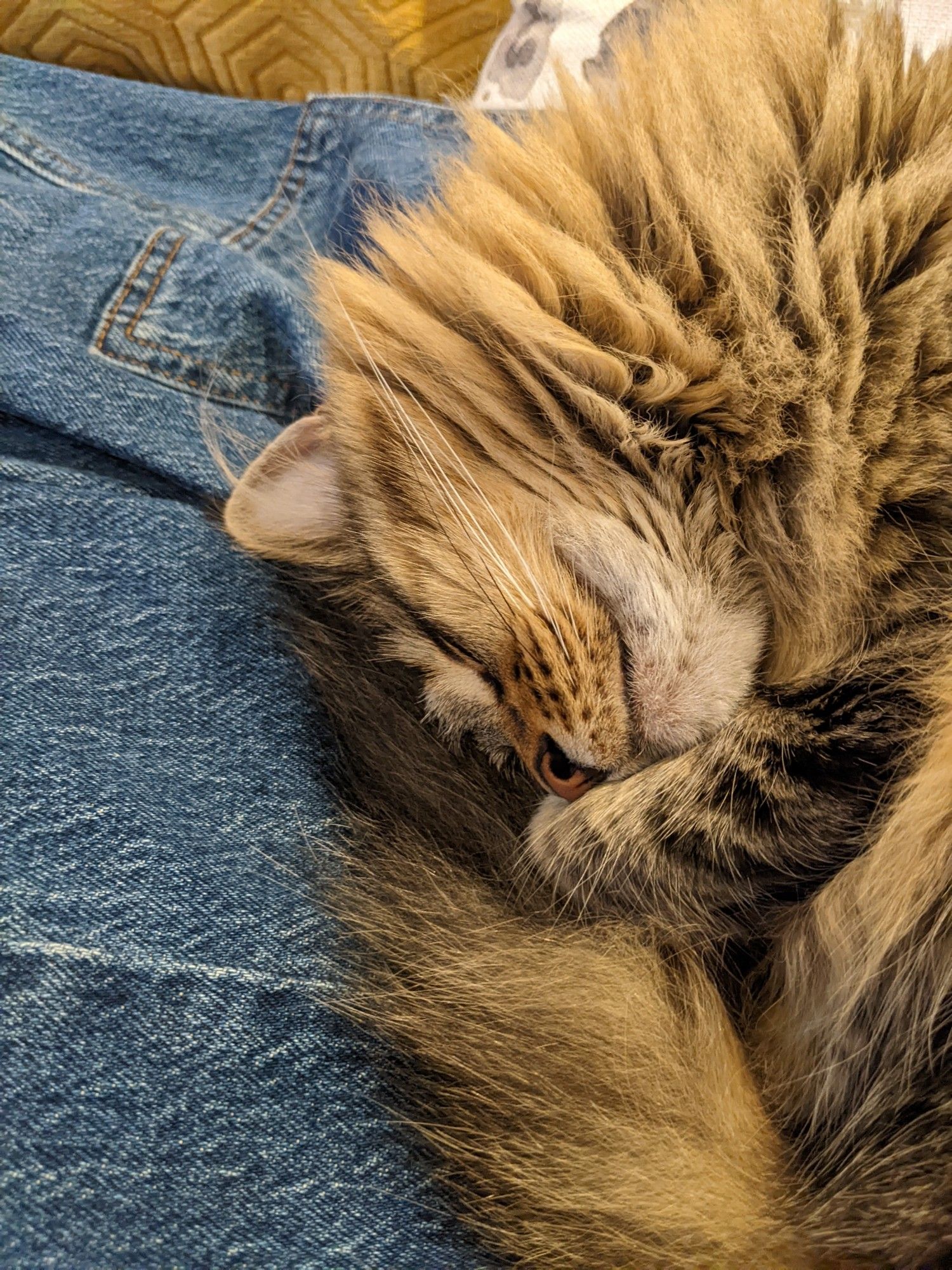 Pumpkin, a brown tabby, sleeps upside down on a pair of jeans. She looks as though she's smiling.