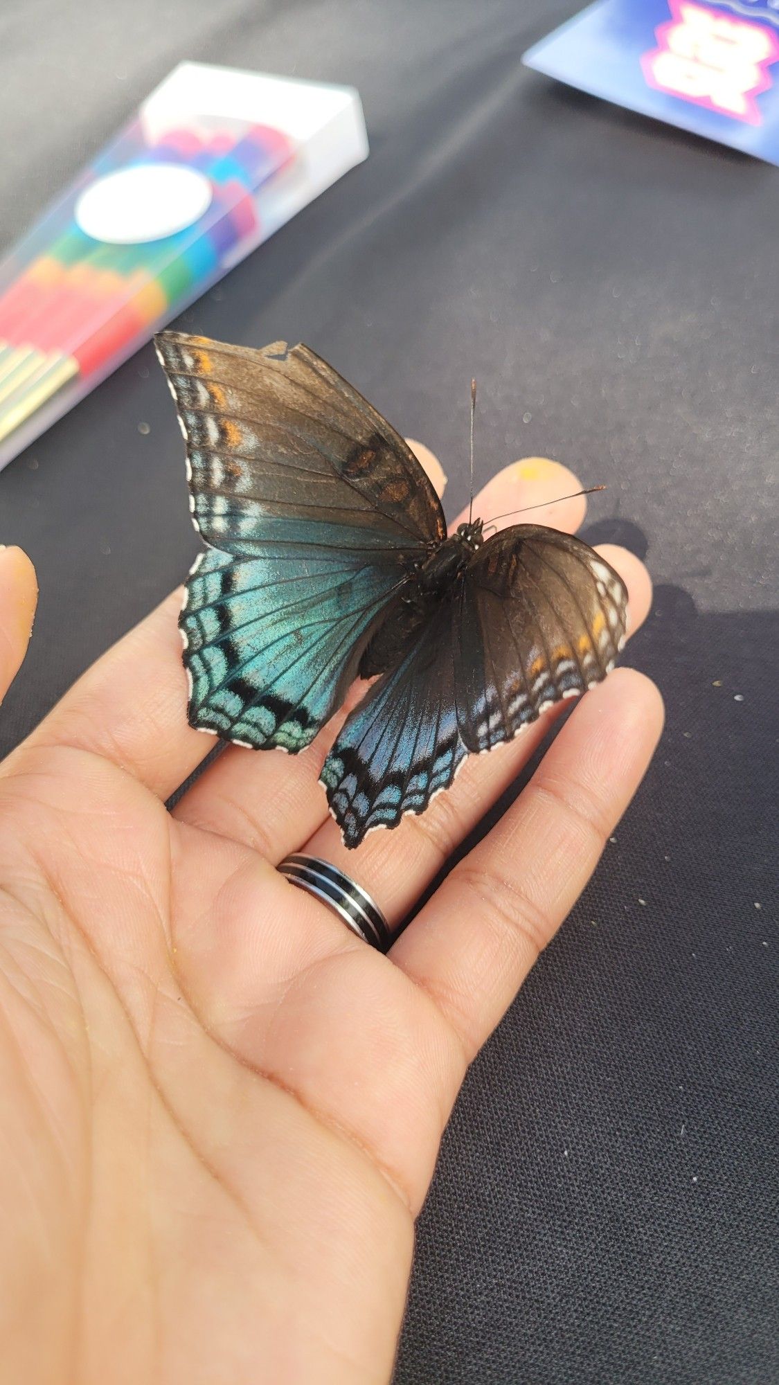 Steenz holding Mustard the Butterfly