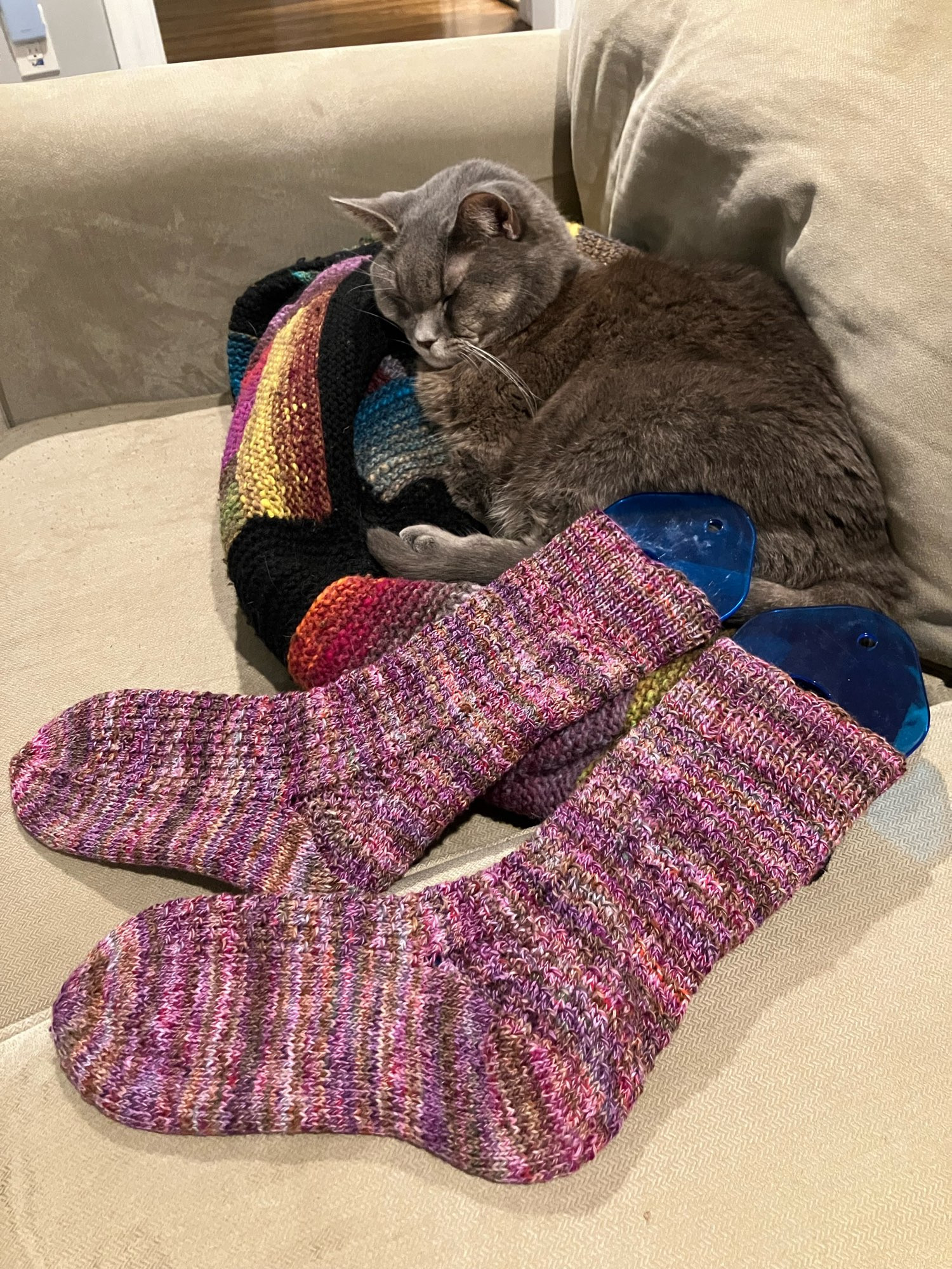 Grey cat sleeping on black and rainbow colored blanket, pair of handmade knit socks in pink to brown variegated yarn displayed on blue plastic sock blockers in the foreground