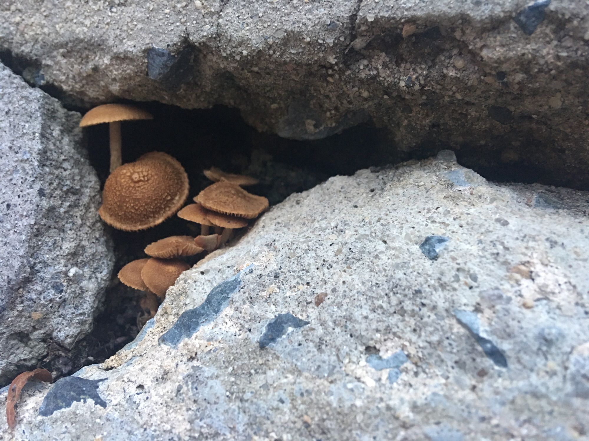 A close-up on the gap in the concrete steps, with the cluster of small brown mushroom caps in focus.