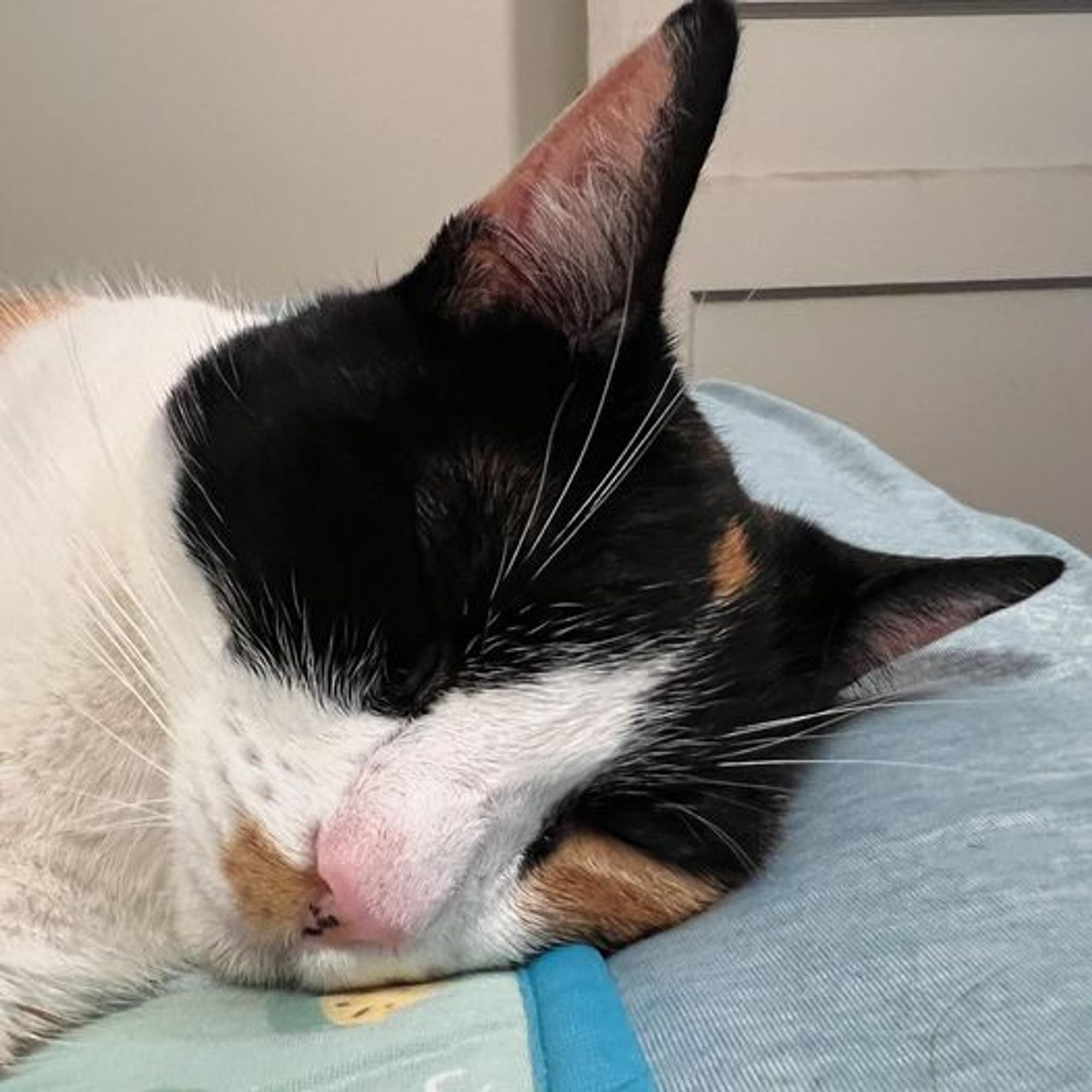 Close up of a sleeping calico cat.